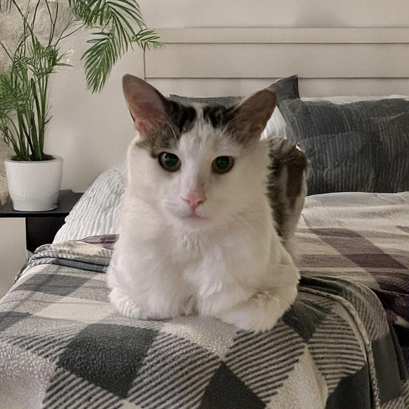 Enlarge Duffy, a Adopted Domestic Medium Hair in Edina, MN image 1/5