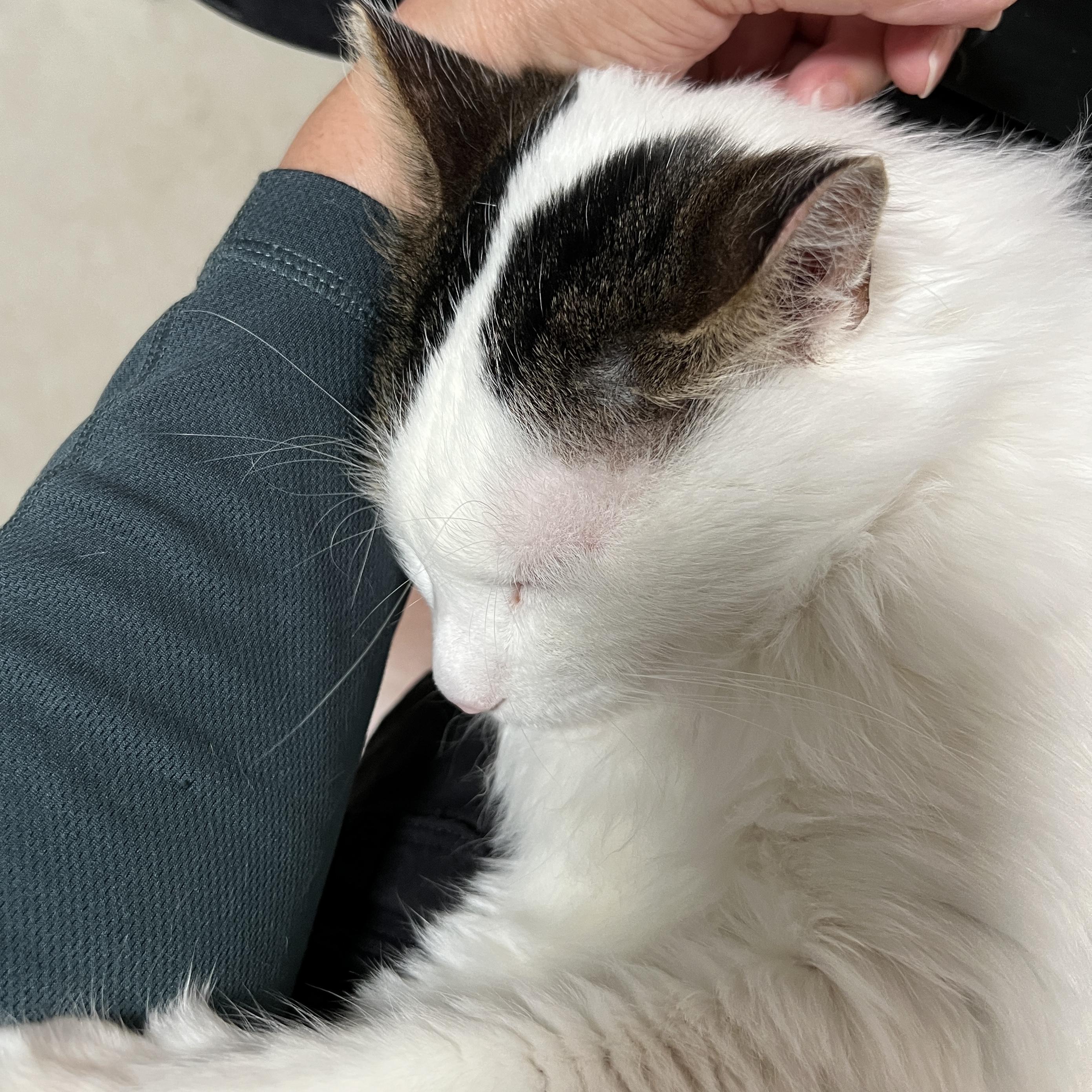 Enlarge Duffy, a Adopted Domestic Medium Hair in Edina, MN image 2/5