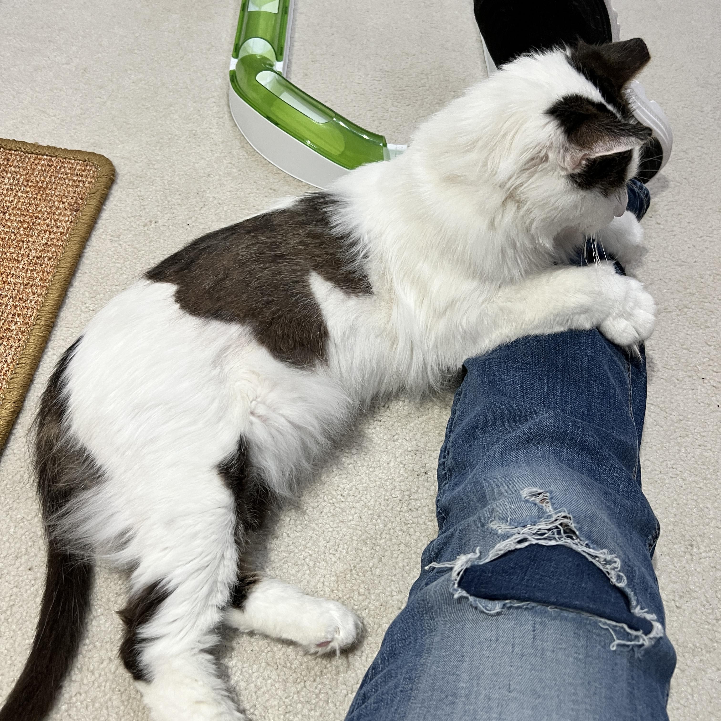 Enlarge Duffy, a Adopted Domestic Medium Hair in Edina, MN image 4/5