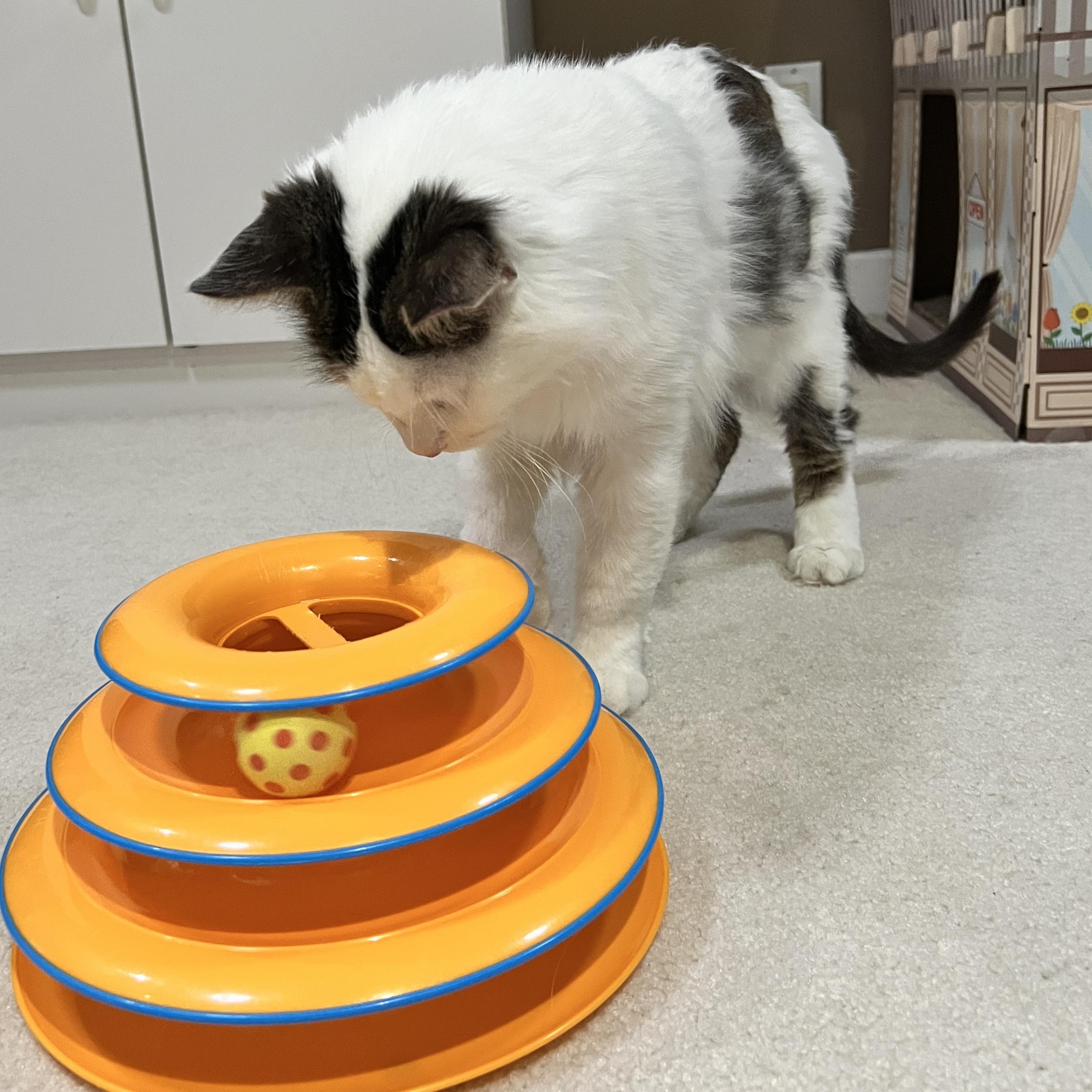 Enlarge Duffy, a Adopted Domestic Medium Hair in Edina, MN image 5/5