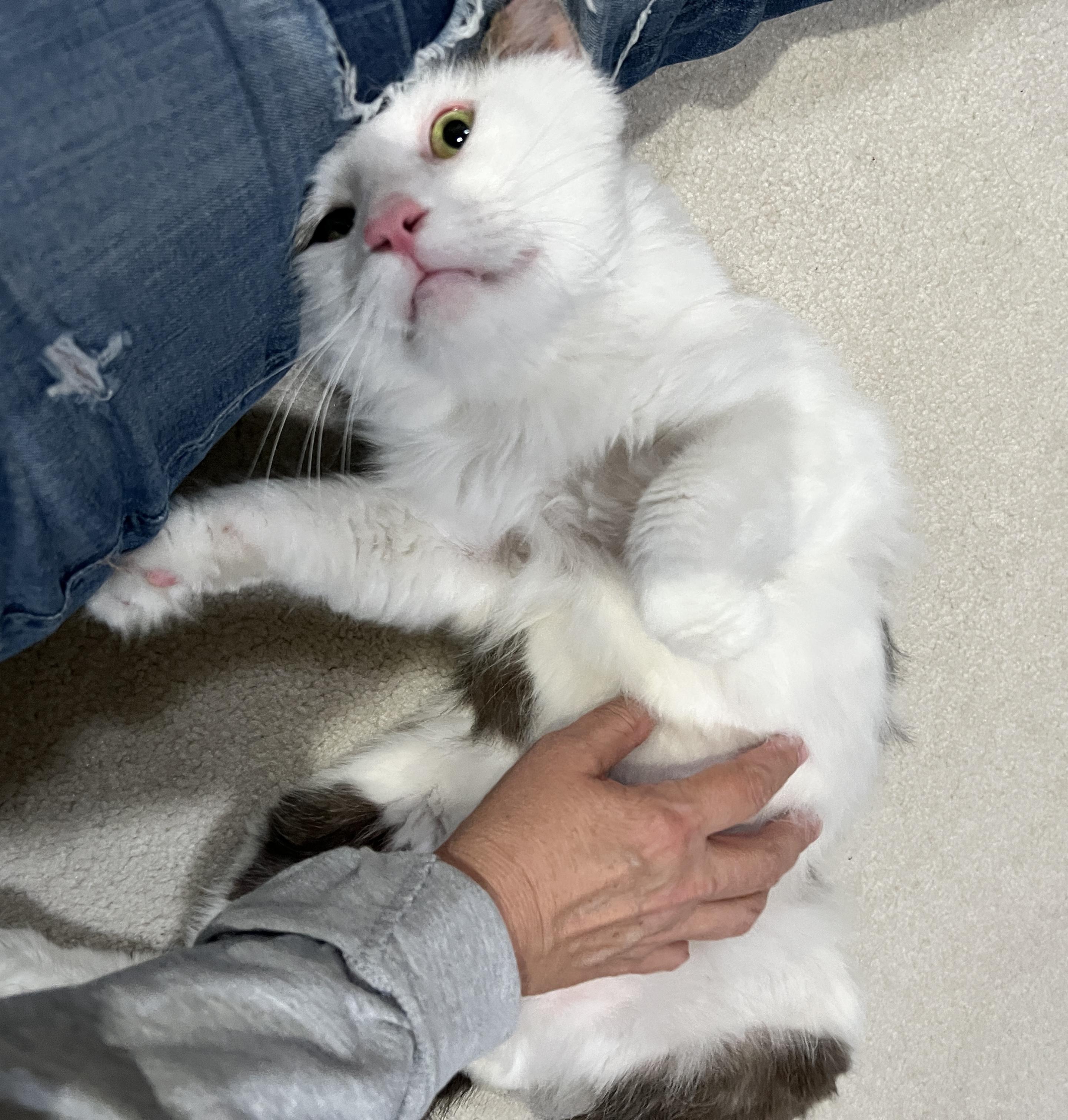 Enlarge Duffy, a Adopted Domestic Medium Hair in Edina, MN image 3/5