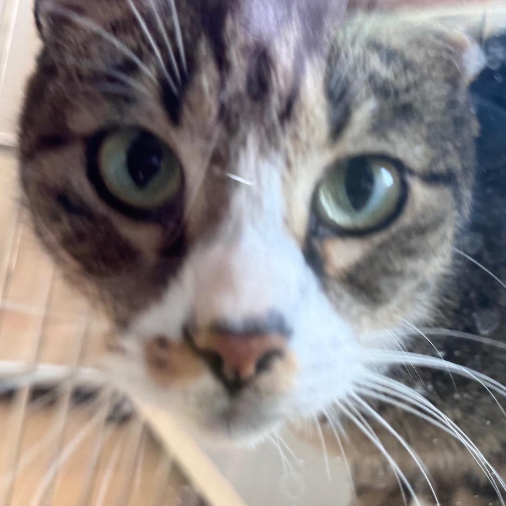 Enlarge Walter Bishop, a Adoptable Domestic Short Hair in Salisbury, MA image 1/2