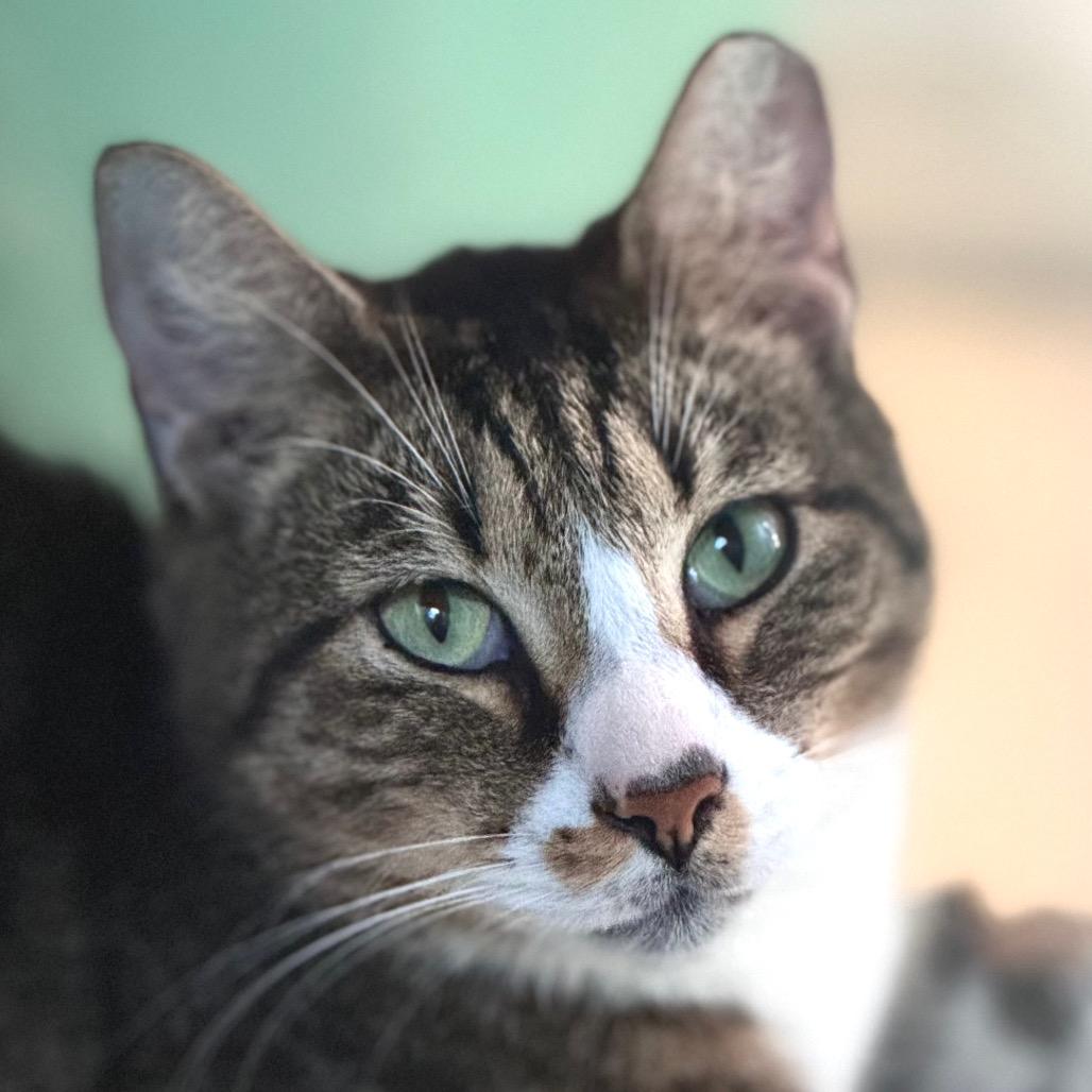 Enlarge Walter Bishop, a Adoptable Domestic Short Hair in Salisbury, MA image 2/2