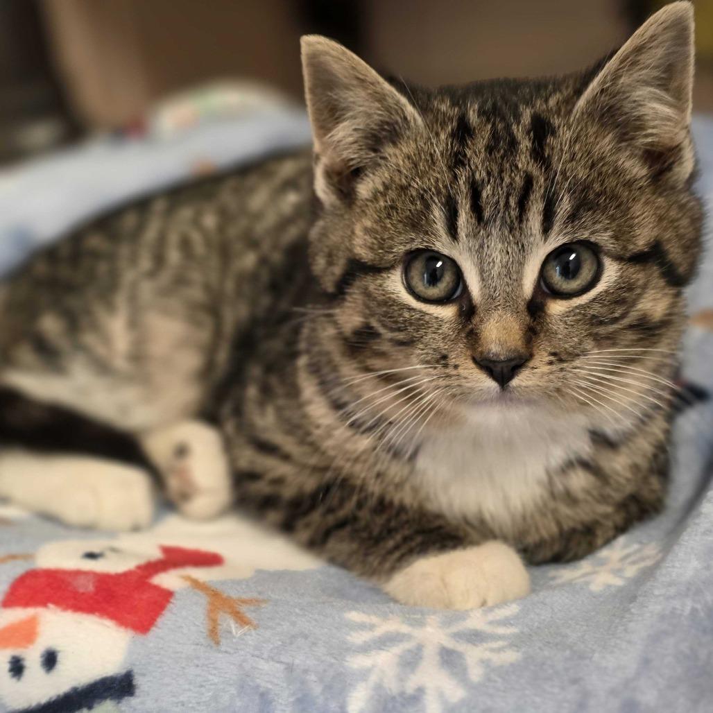 Harvey, Adoptable, Kitten Male Domestic Short Hair.