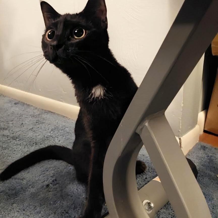 Enlarge Sparta, a Adoptable Domestic Short Hair in Fairborn, OH image 1/5