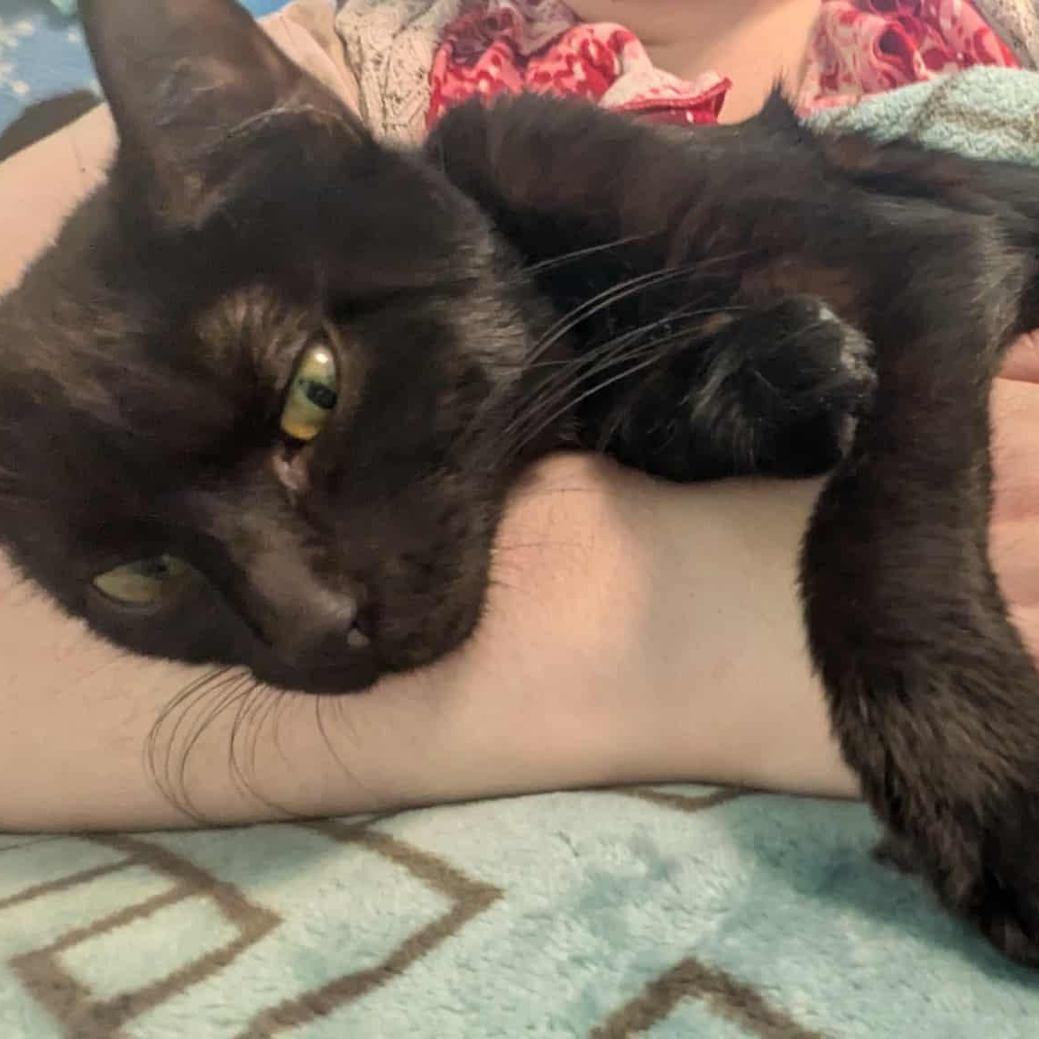 Sparta, a Adoptable Domestic Short Hair in Fairborn, OH image 1/5