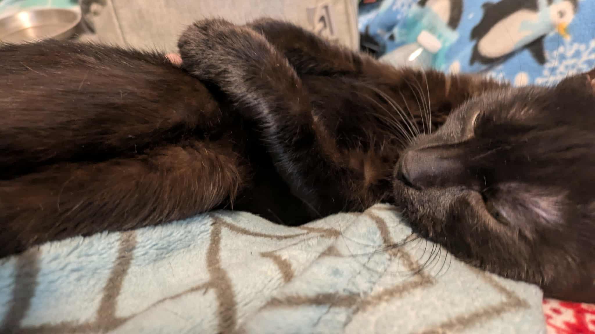 Sparta, a Adoptable Domestic Short Hair in Fairborn, OH image 2/5