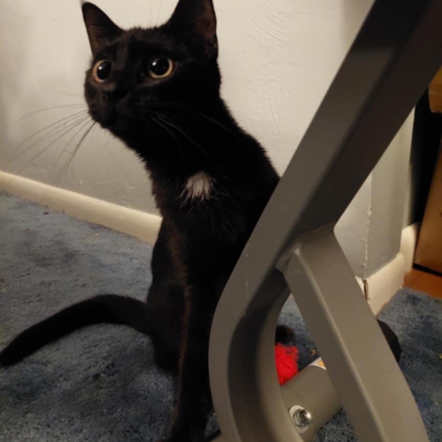 Sparta, a Adoptable Domestic Short Hair in Fairborn, OH image 3/5