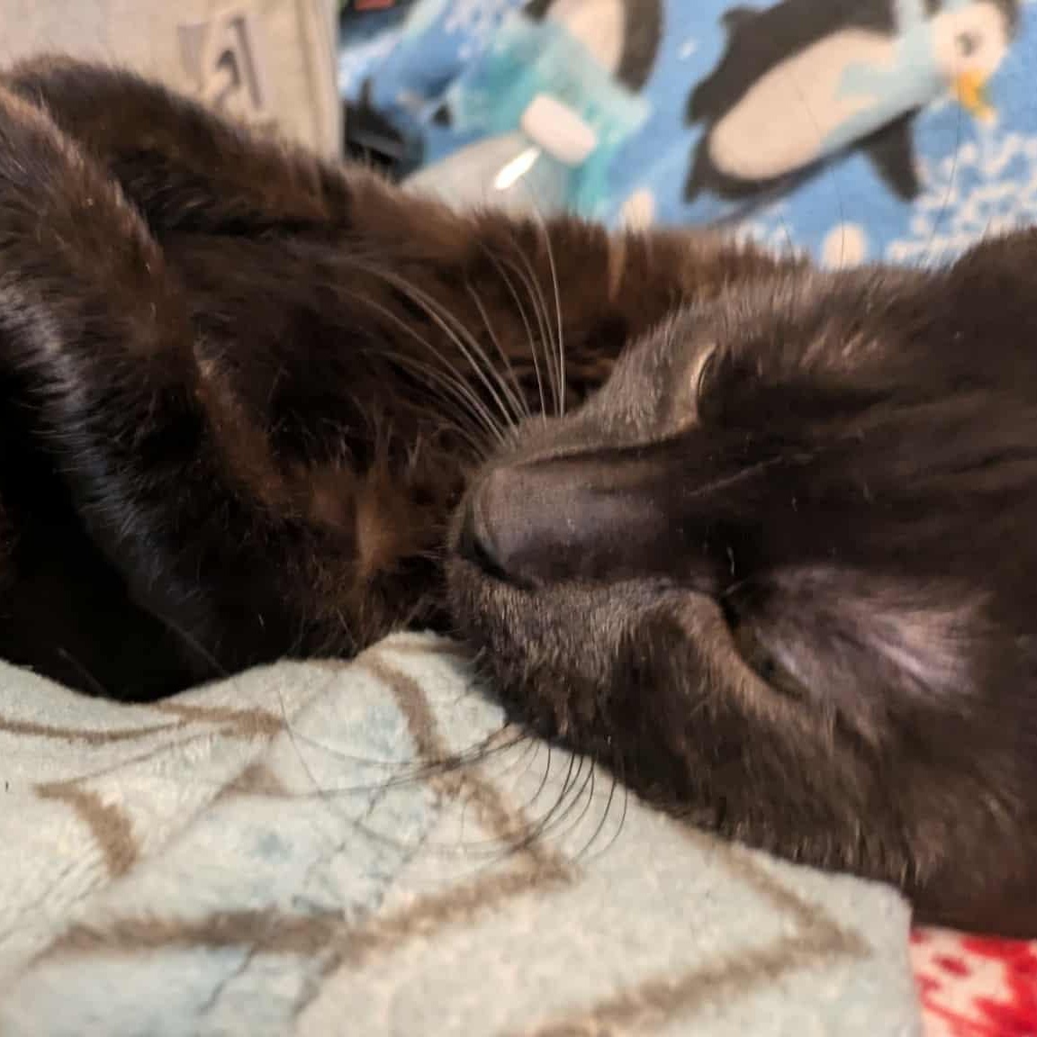 Sparta, a Adoptable Domestic Short Hair in Fairborn, OH image 4/5