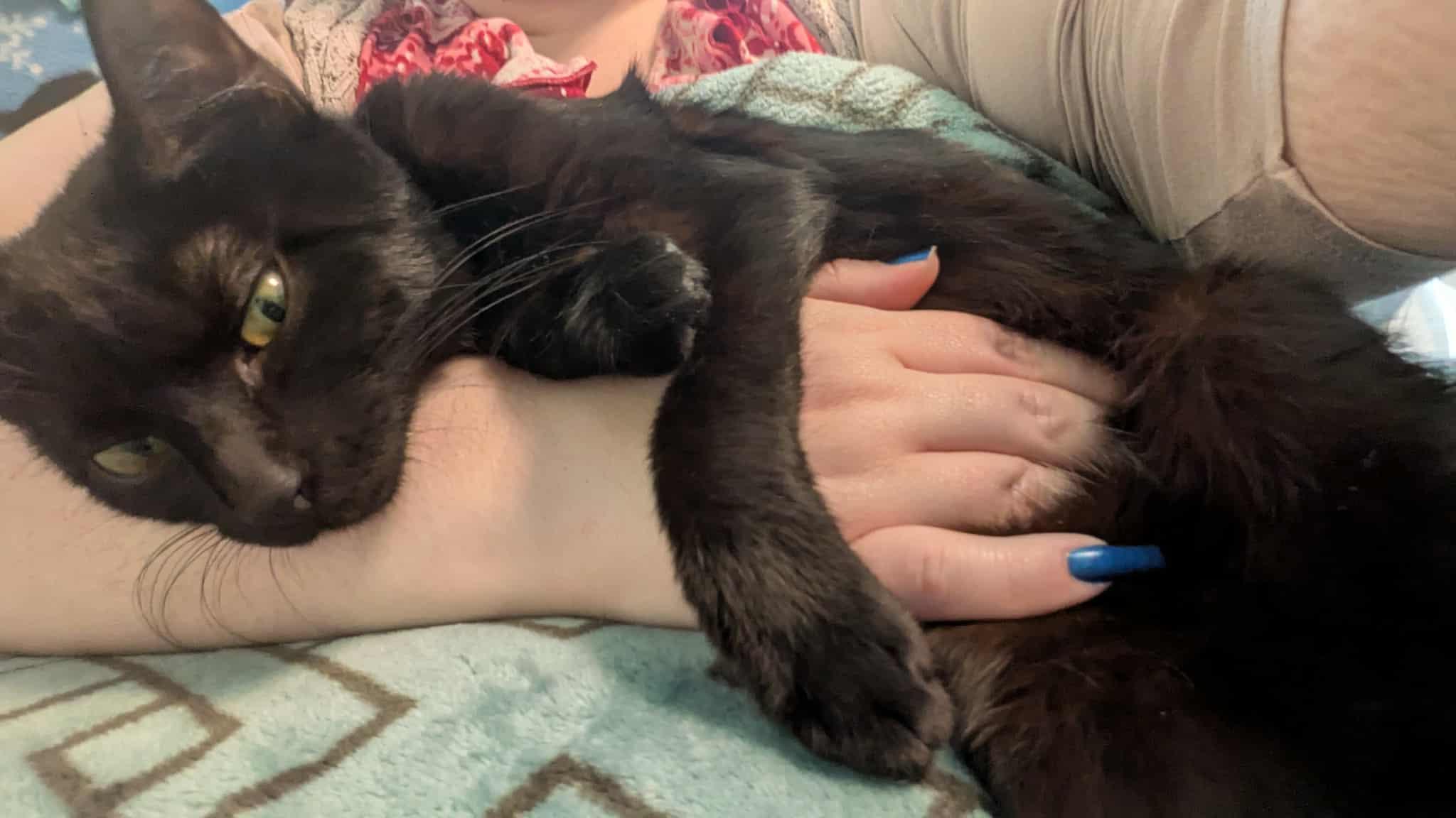 Sparta, a Adoptable Domestic Short Hair in Fairborn, OH image 5/5