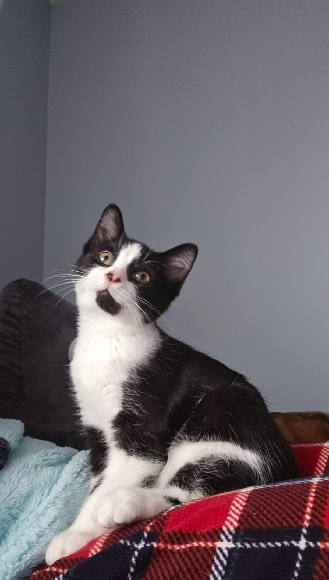 Marshmellow, a Adopted American Shorthair in Columbus, OH image 5/5