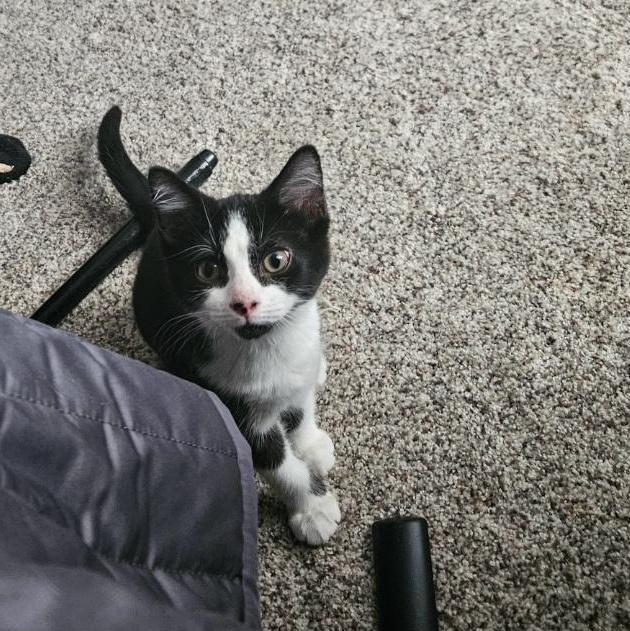 Marshmellow, a Adopted American Shorthair in Columbus, OH image 3/5