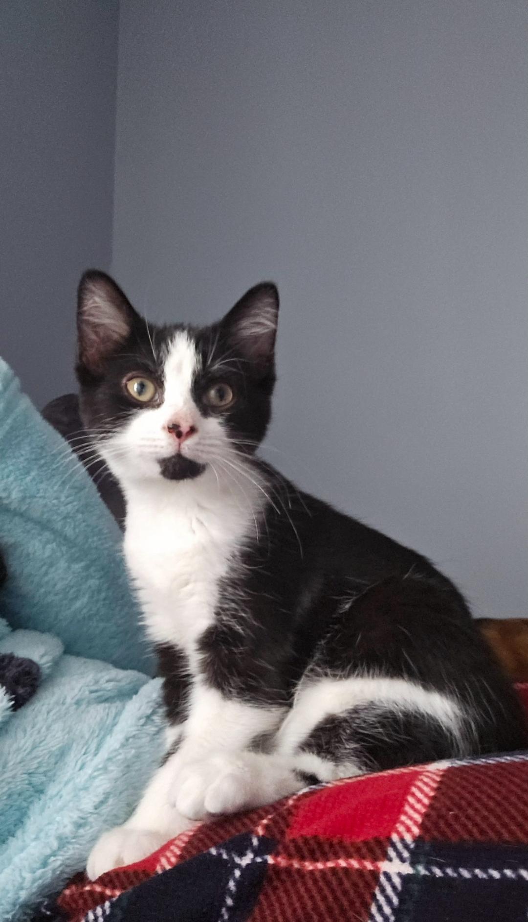 Marshmellow, a Adopted American Shorthair in Columbus, OH image 1/5