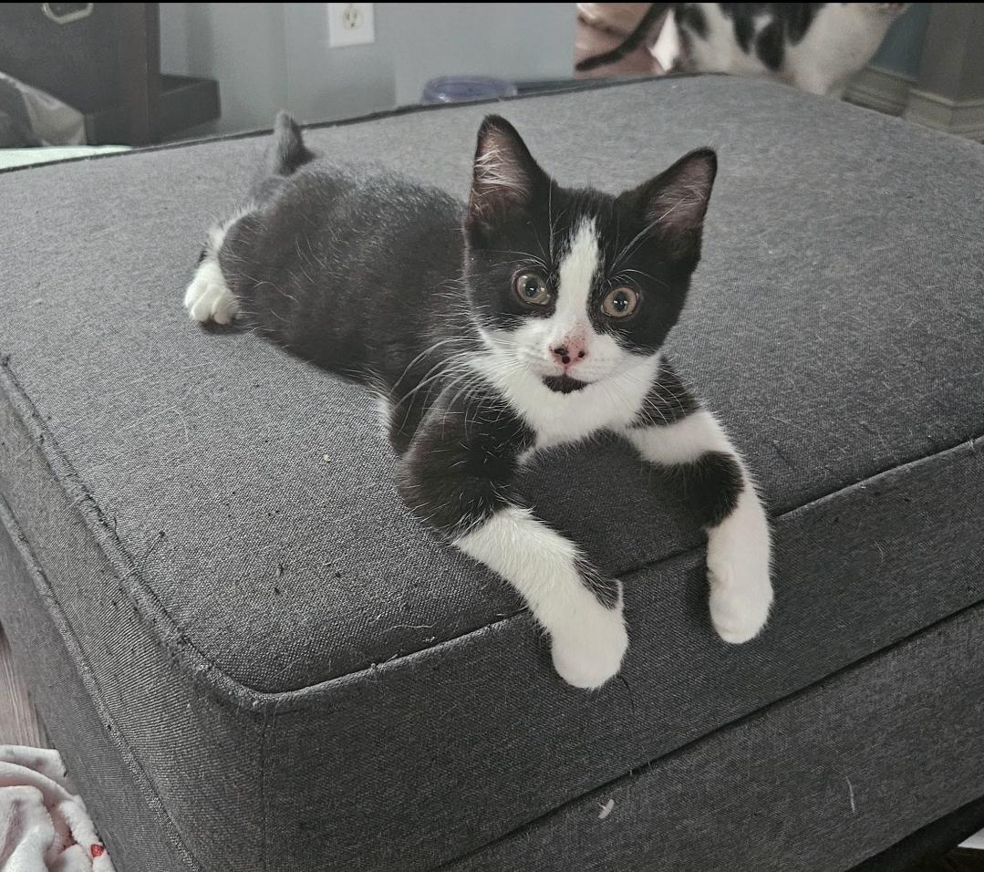 Marshmellow, a Adopted American Shorthair in Columbus, OH image 2/5