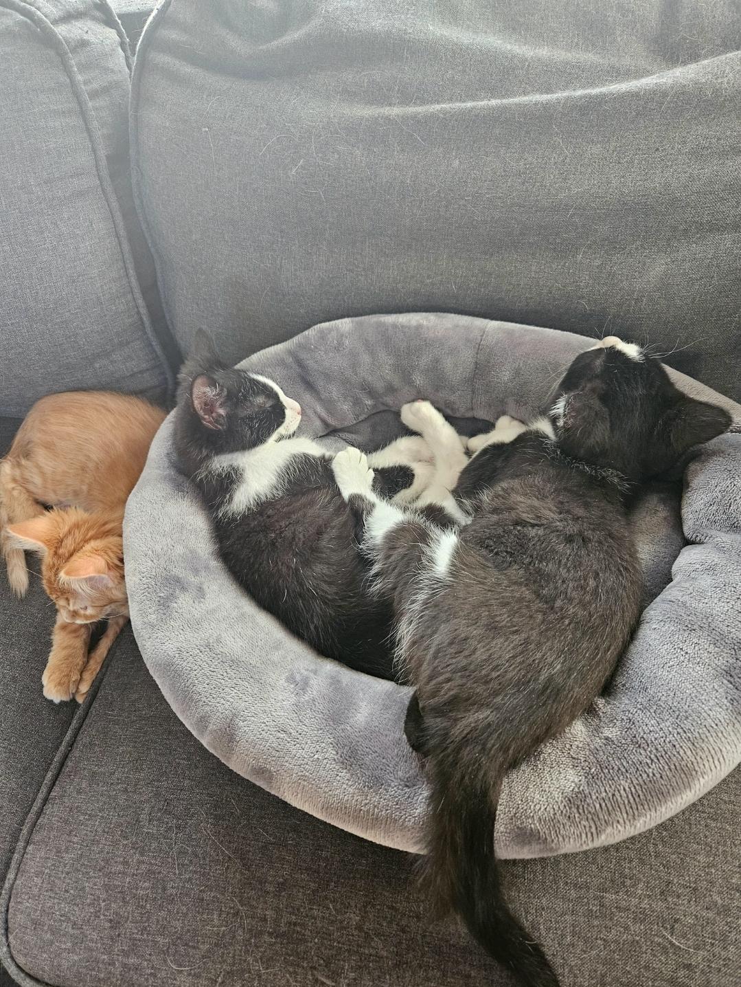 Marshmellow, a Adopted American Shorthair in Columbus, OH image 4/5