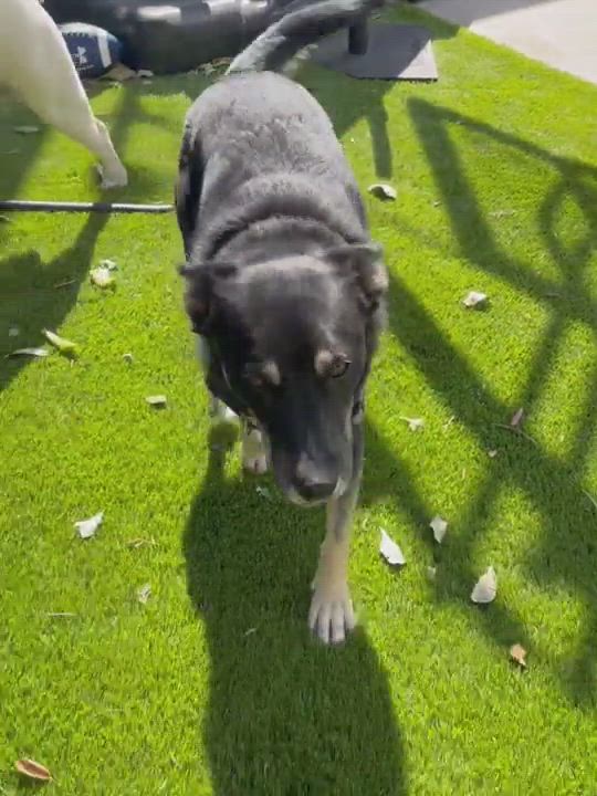 Enlarge Aida, a Adopted mixed breed in Los Angeles, CA video 6/11