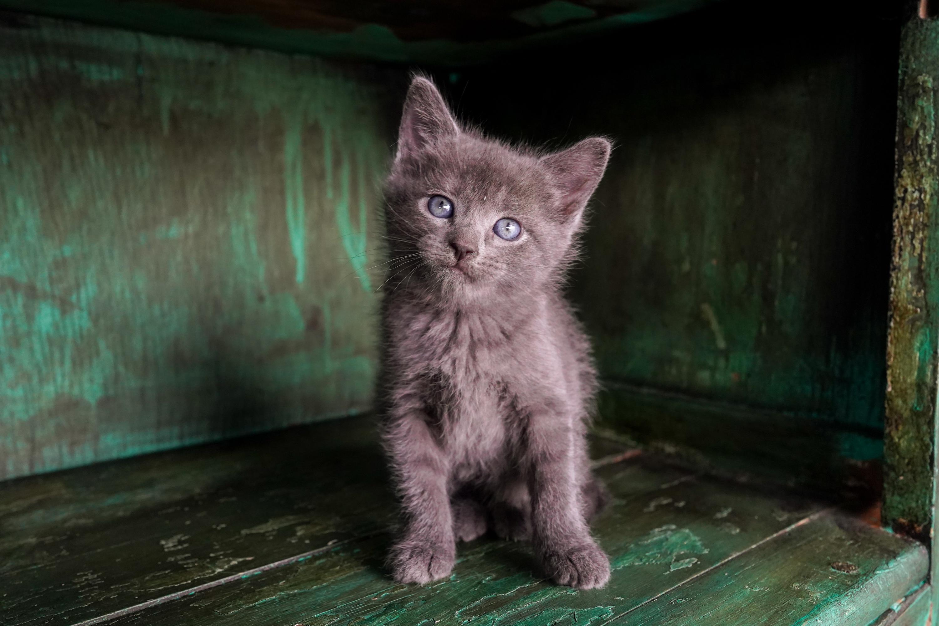 Marcel, adopted, Kitten Female Domestic Short Hair.