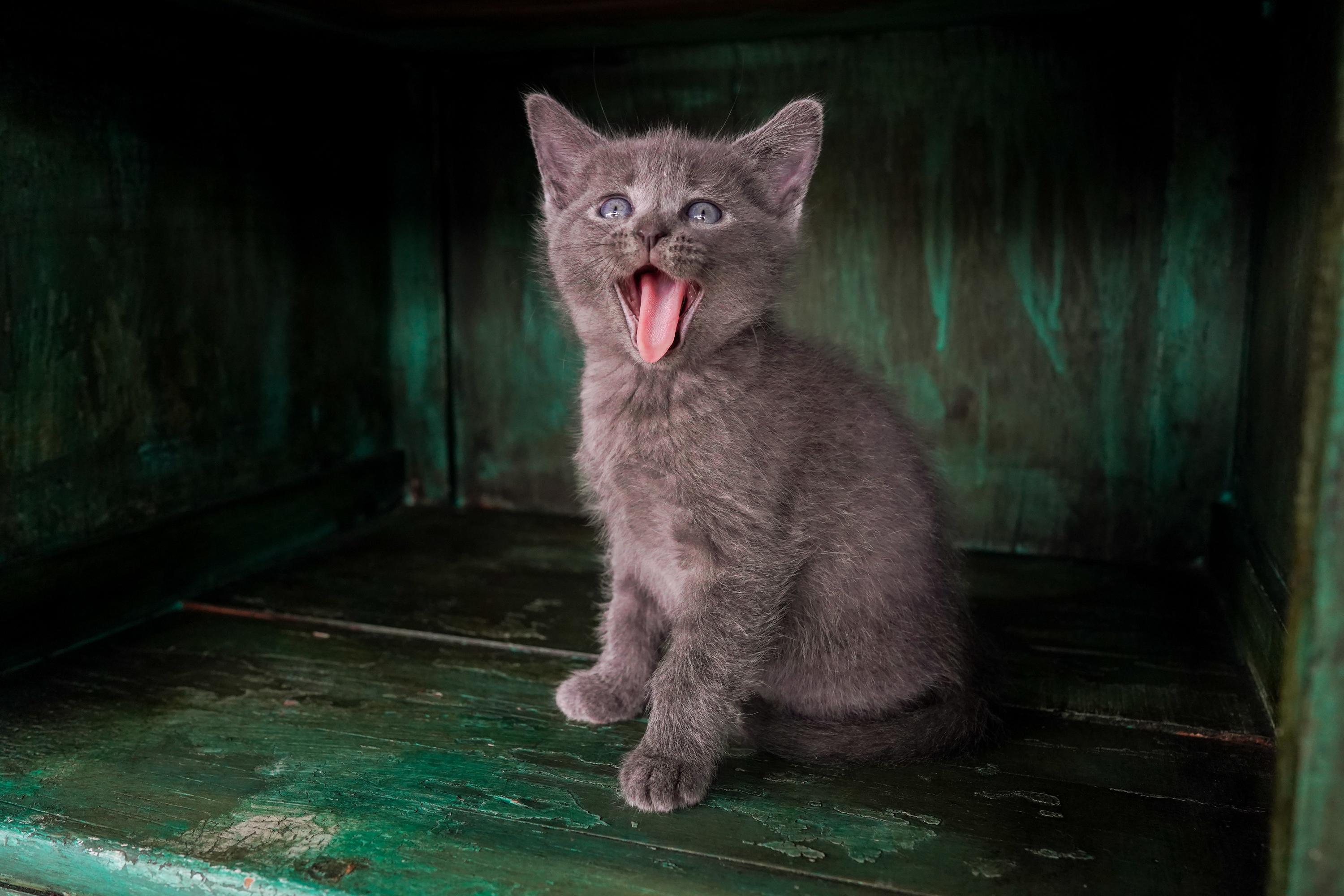 Marcel, an adopted Domestic Short Hair in San Antonio, TX image 2/4