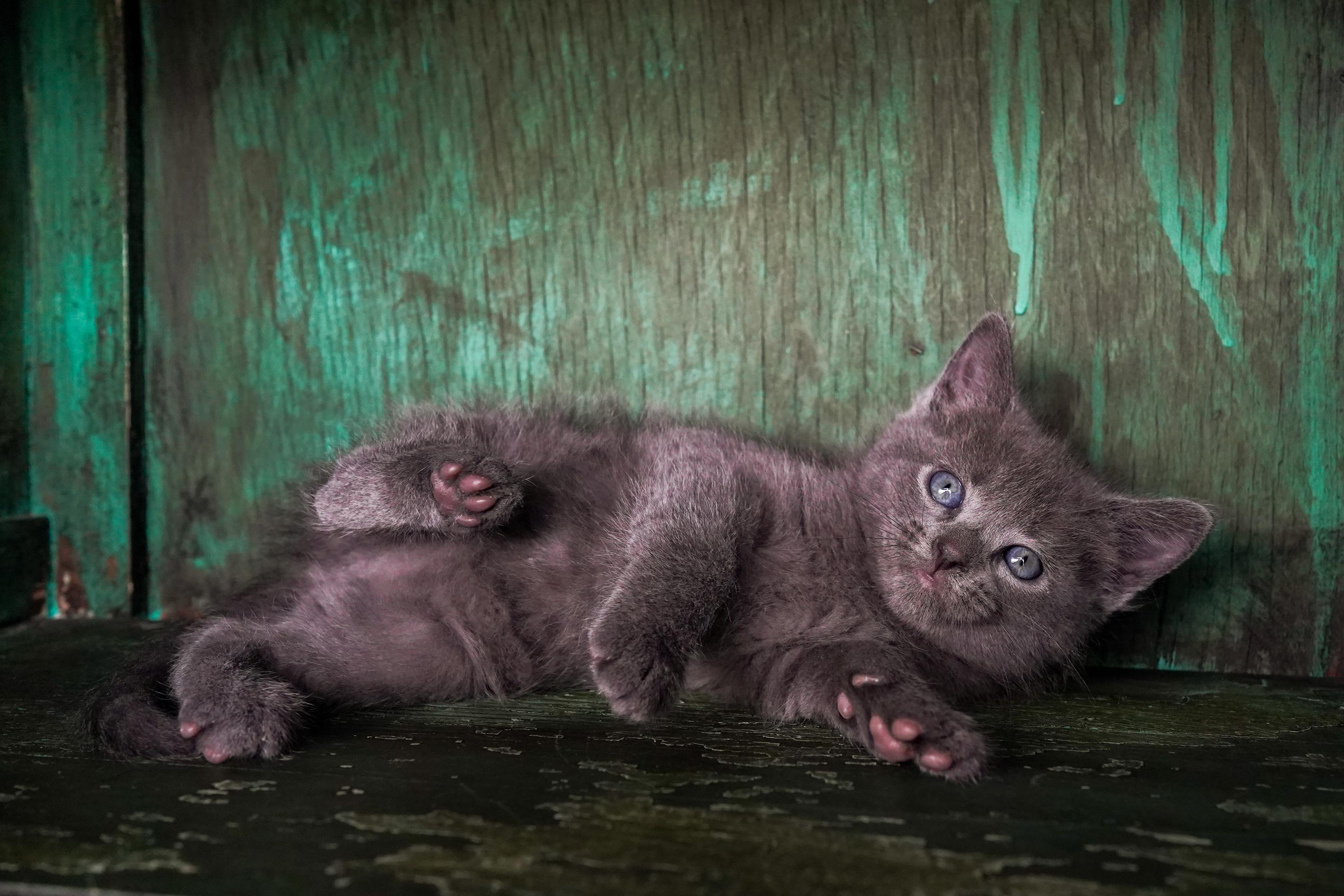 Marcel, an adopted Domestic Short Hair in San Antonio, TX image 4/4