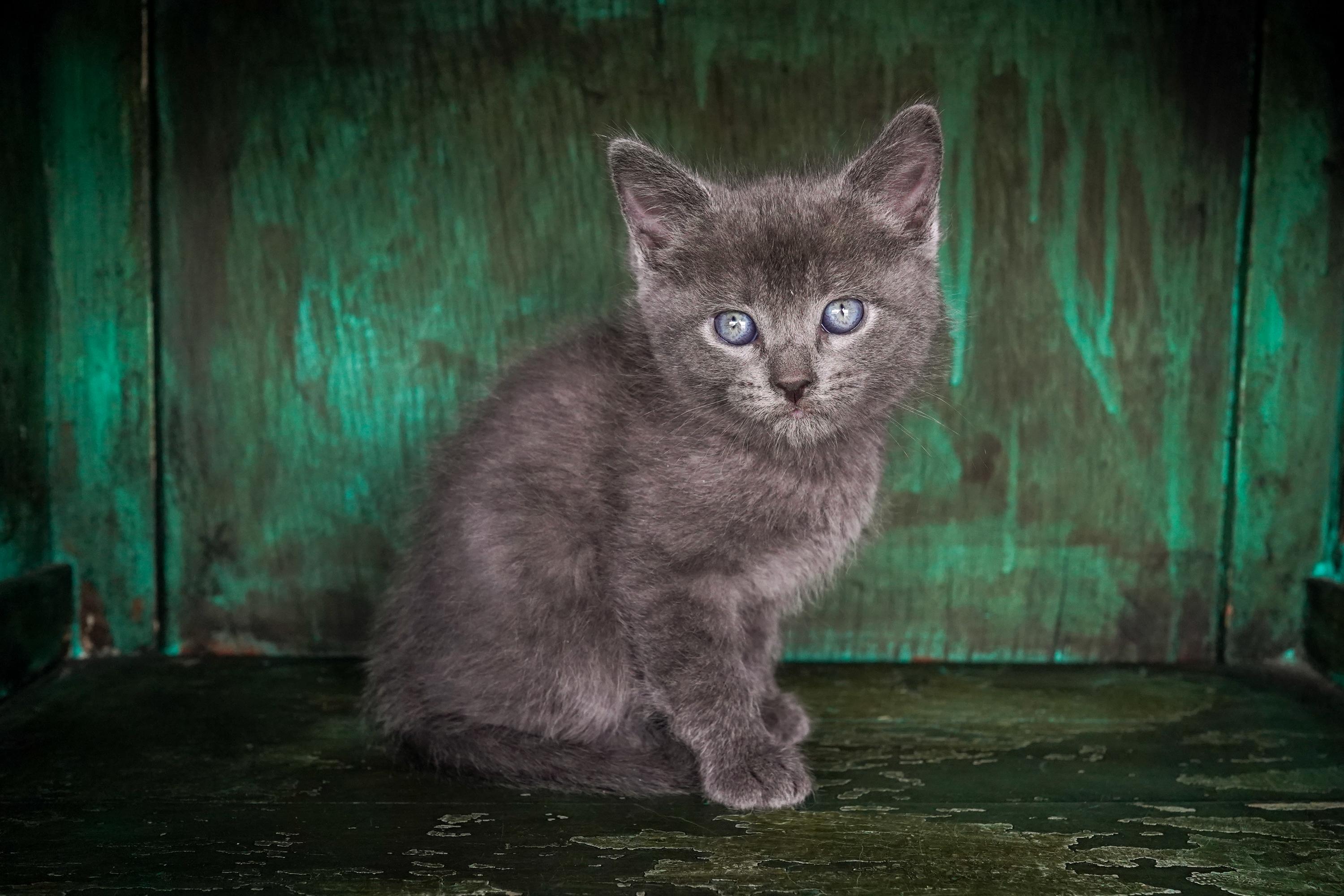 Marcel, an adopted Domestic Short Hair in San Antonio, TX image 3/4