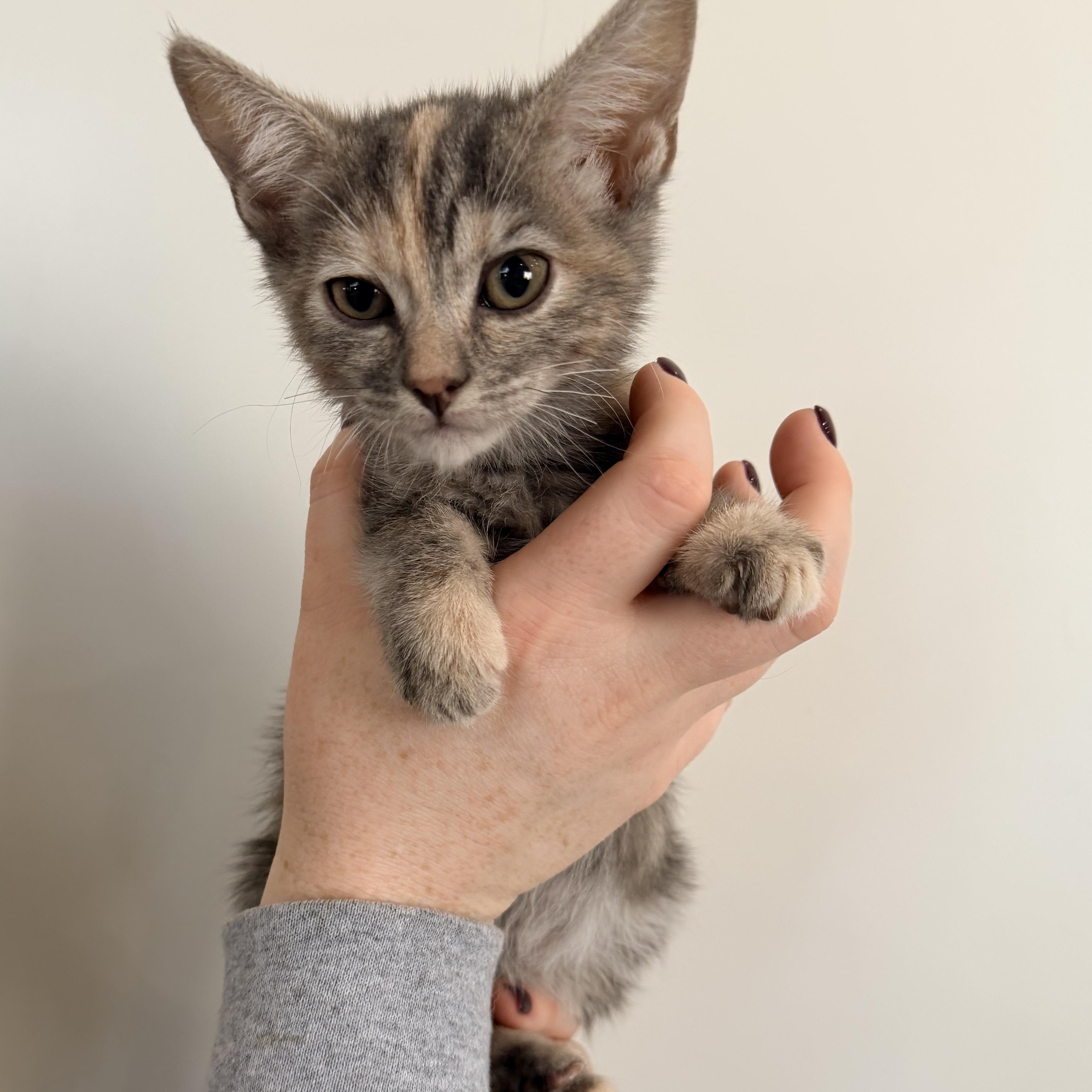 Enlarge Cherry, a Adoptable Tabby in Henderson, NV image 1/1