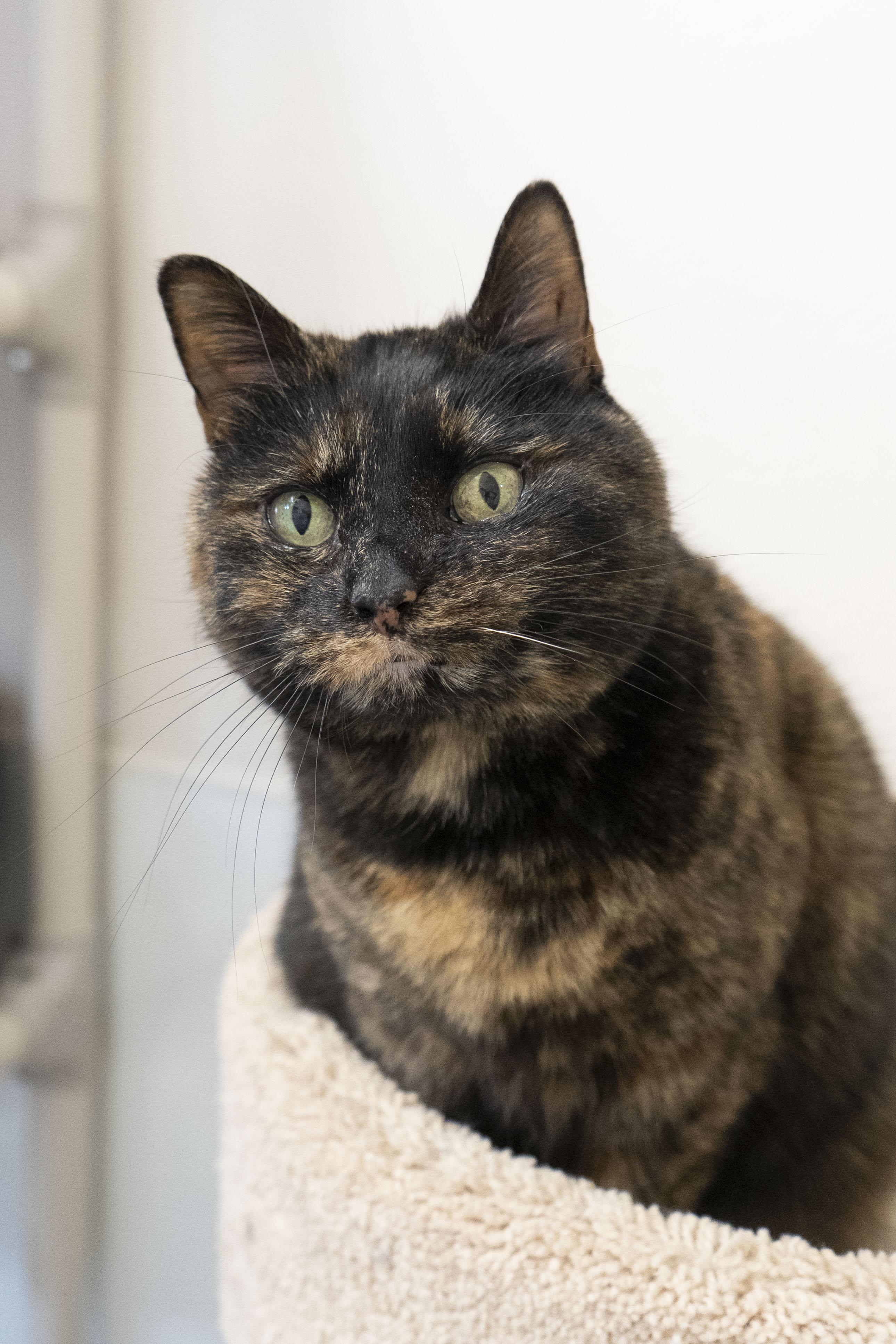 Enlarge June, a ADOPTABLE Domestic Short Hair in Boise, ID image 4/5