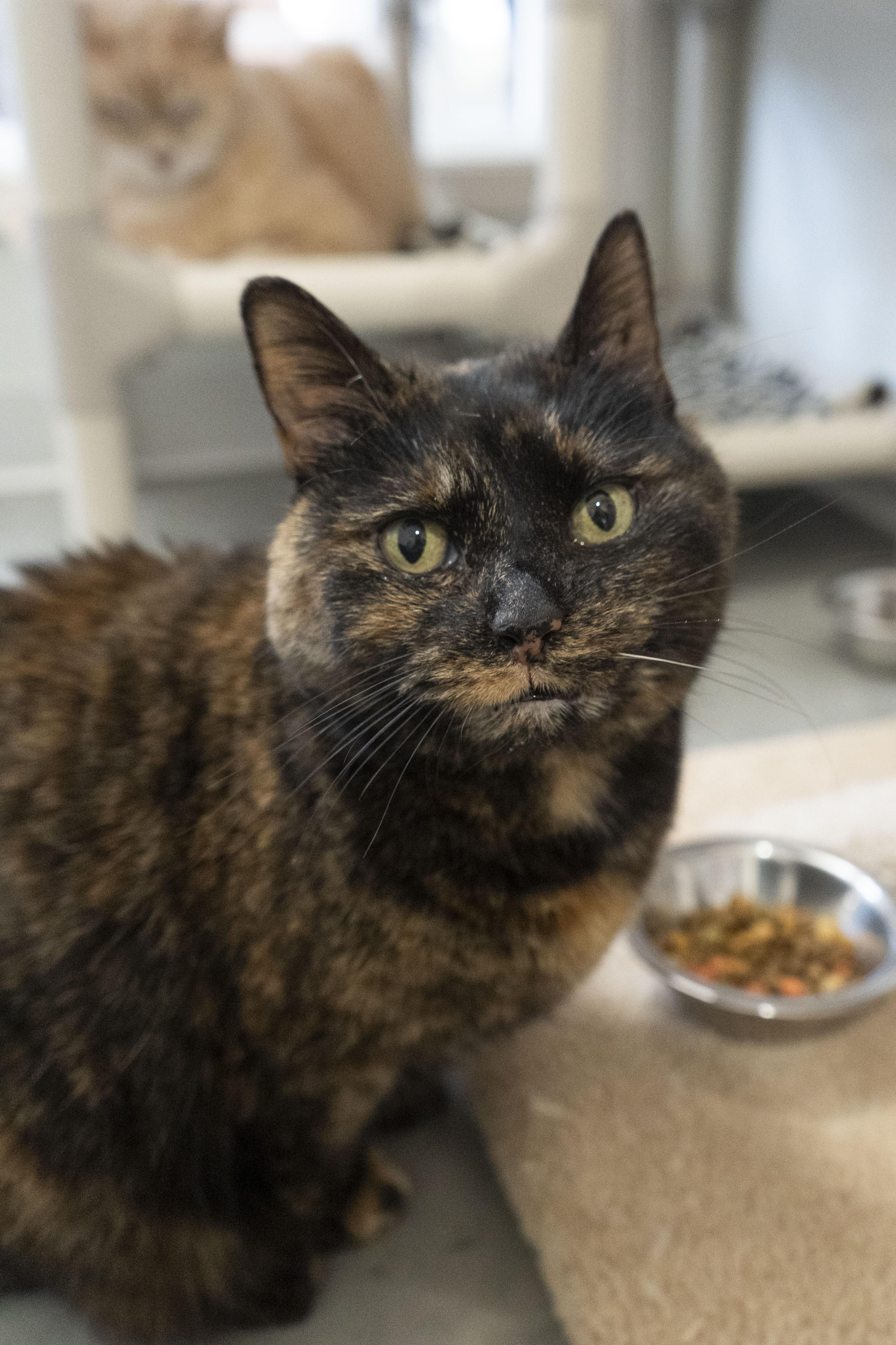 Enlarge June, a ADOPTABLE Domestic Short Hair in Boise, ID image 2/5