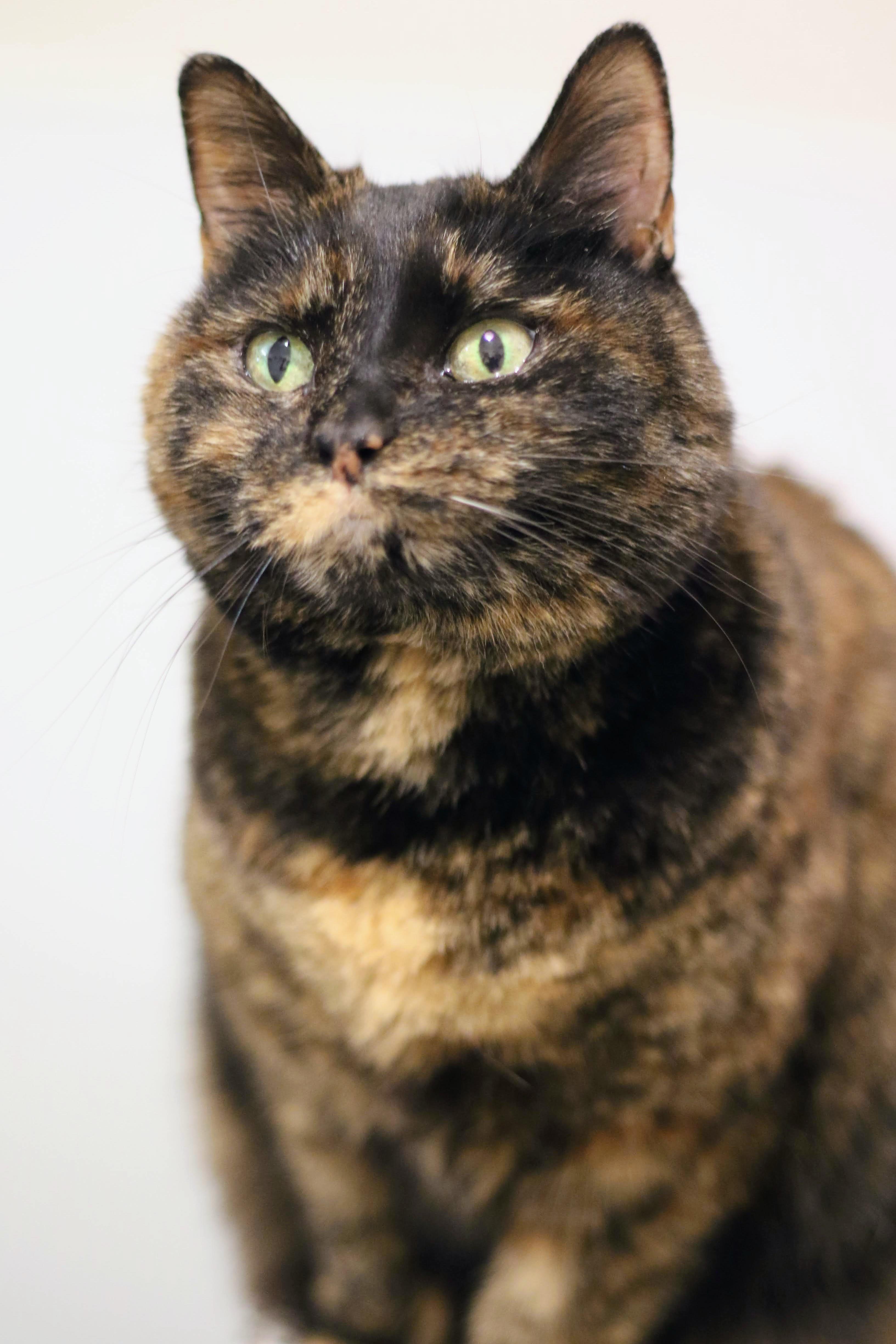 Enlarge June, a ADOPTABLE Domestic Short Hair in Boise, ID image 1/5