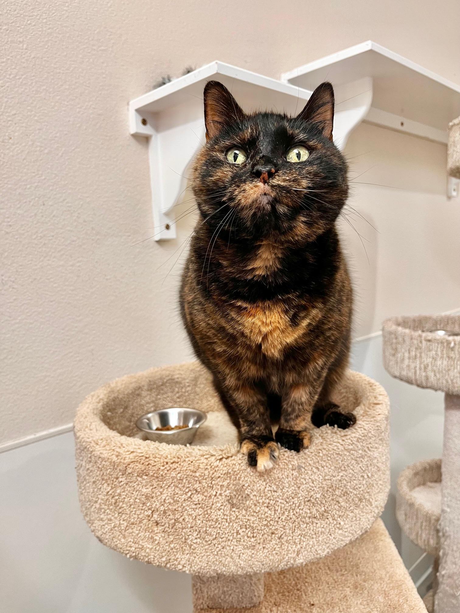 Enlarge June, a ADOPTABLE Domestic Short Hair in Boise, ID image 3/5