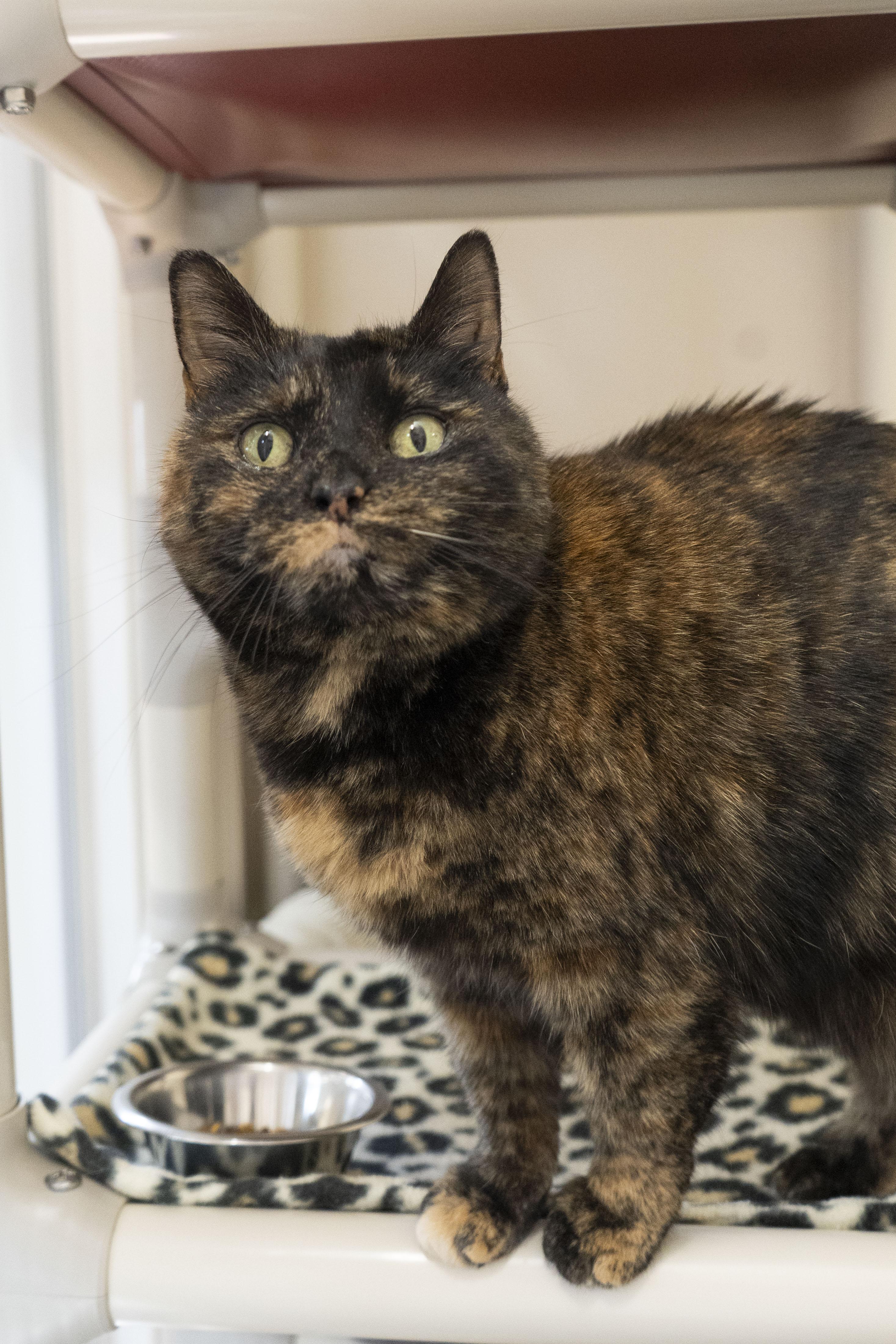 Enlarge June, a ADOPTABLE Domestic Short Hair in Boise, ID image 5/5