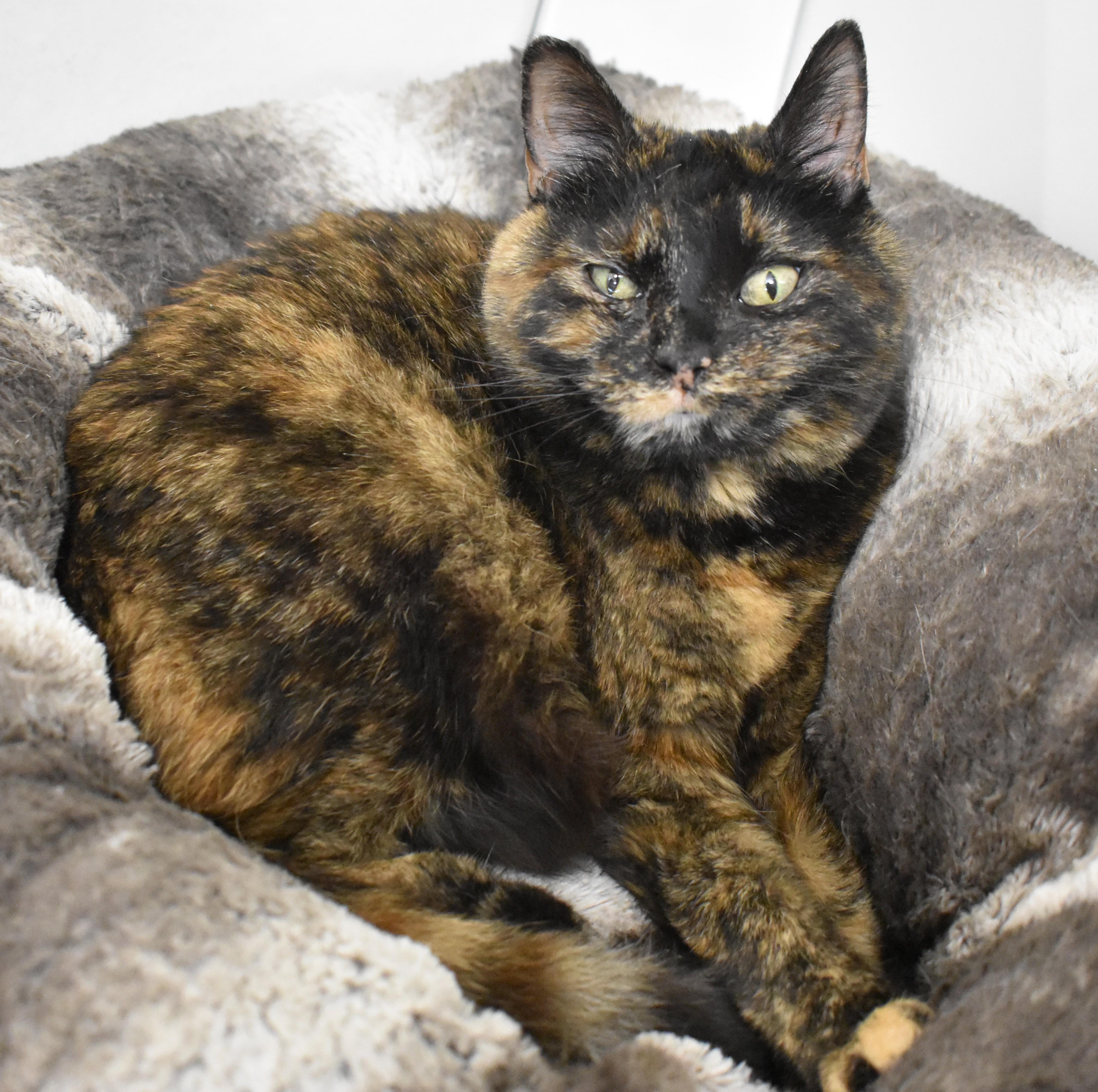 June, ADOPTABLE, Adult Female Domestic Short Hair.