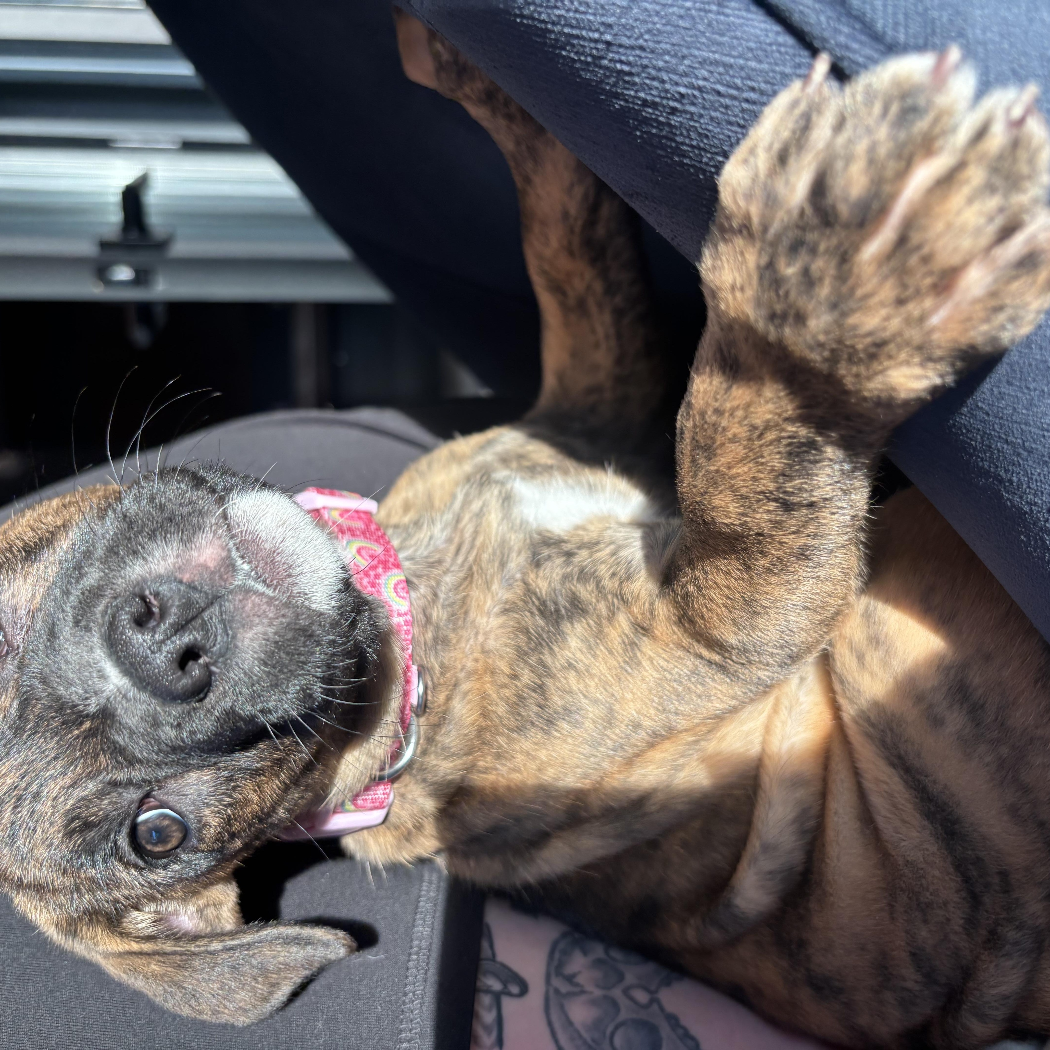 Lizzie, an adopted mixed breed in Lincoln, NE image 3/3