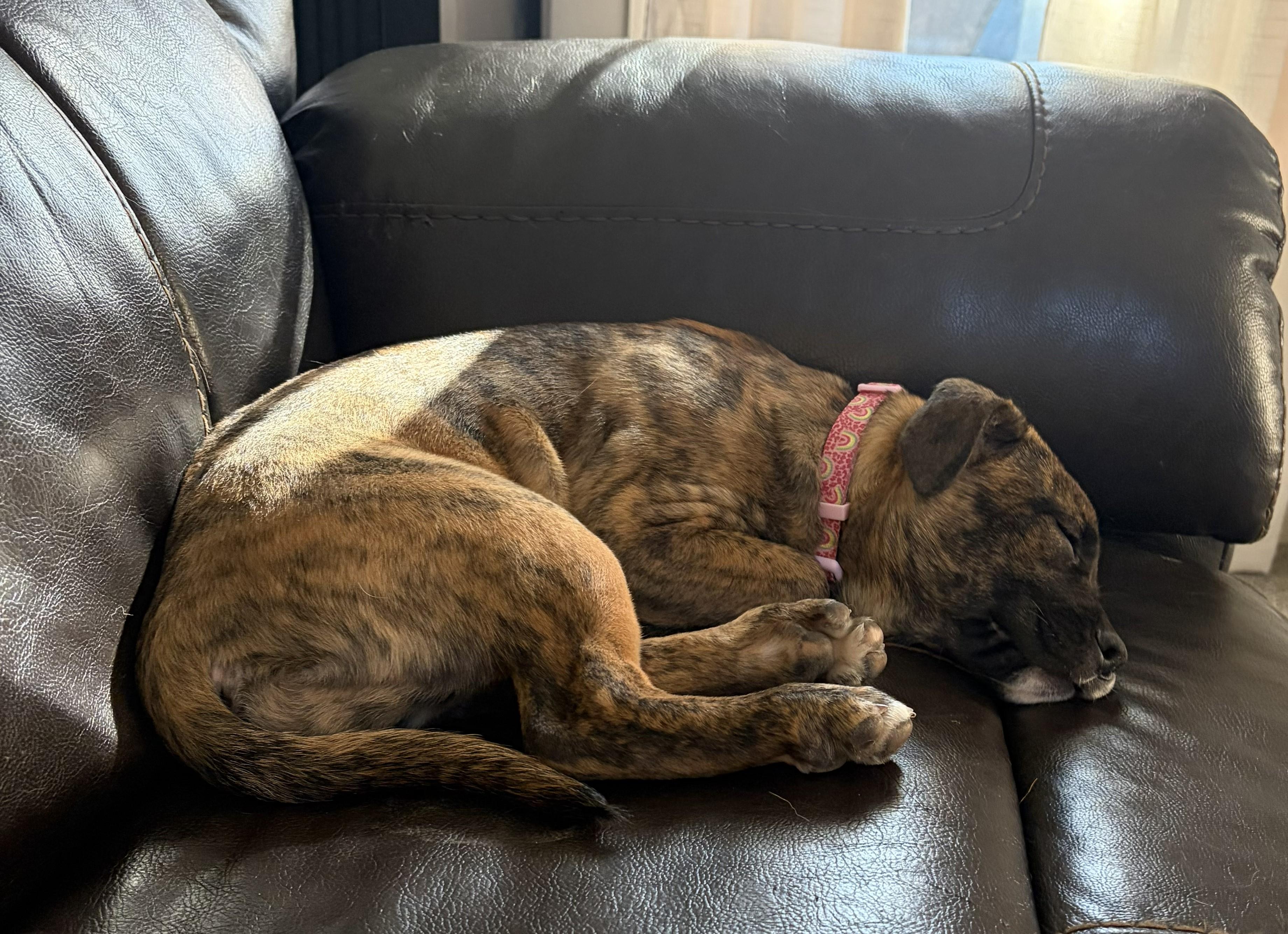 Lizzie, an adopted mixed breed in Lincoln, NE image 2/3