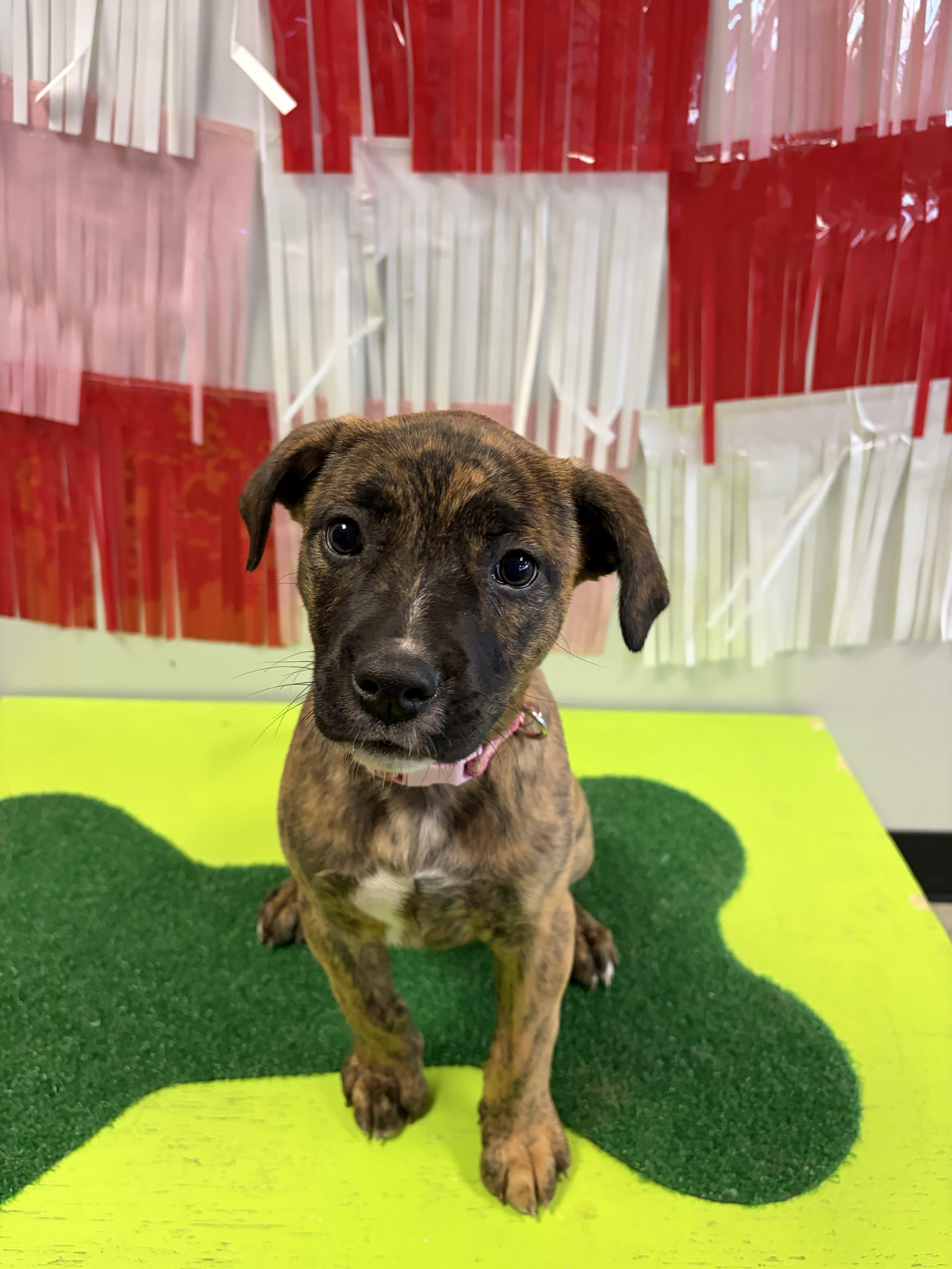 Lizzie, an adopted mixed breed in Lincoln, NE image 1/3