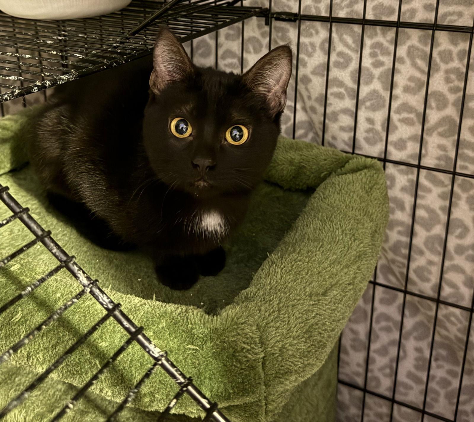 Skout, a Adoptable Domestic Short Hair in Island Lake, IL image 1/3