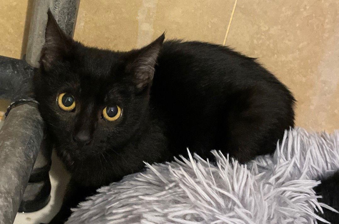 Skout, a Adoptable Domestic Short Hair in Island Lake, IL image 2/3