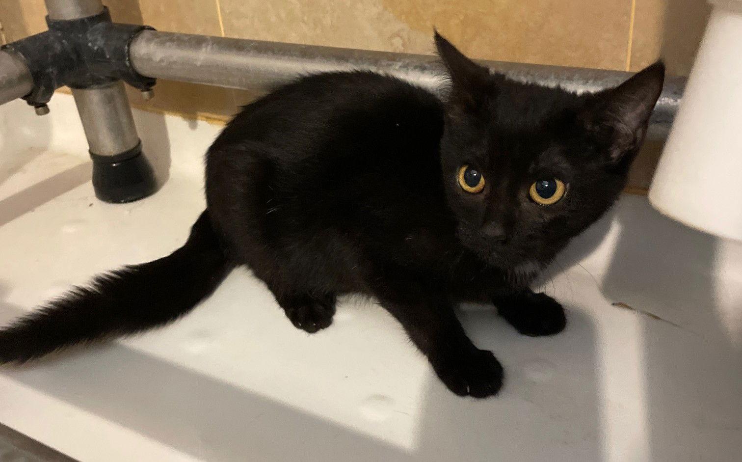 Skout, a Adoptable Domestic Short Hair in Island Lake, IL image 3/3