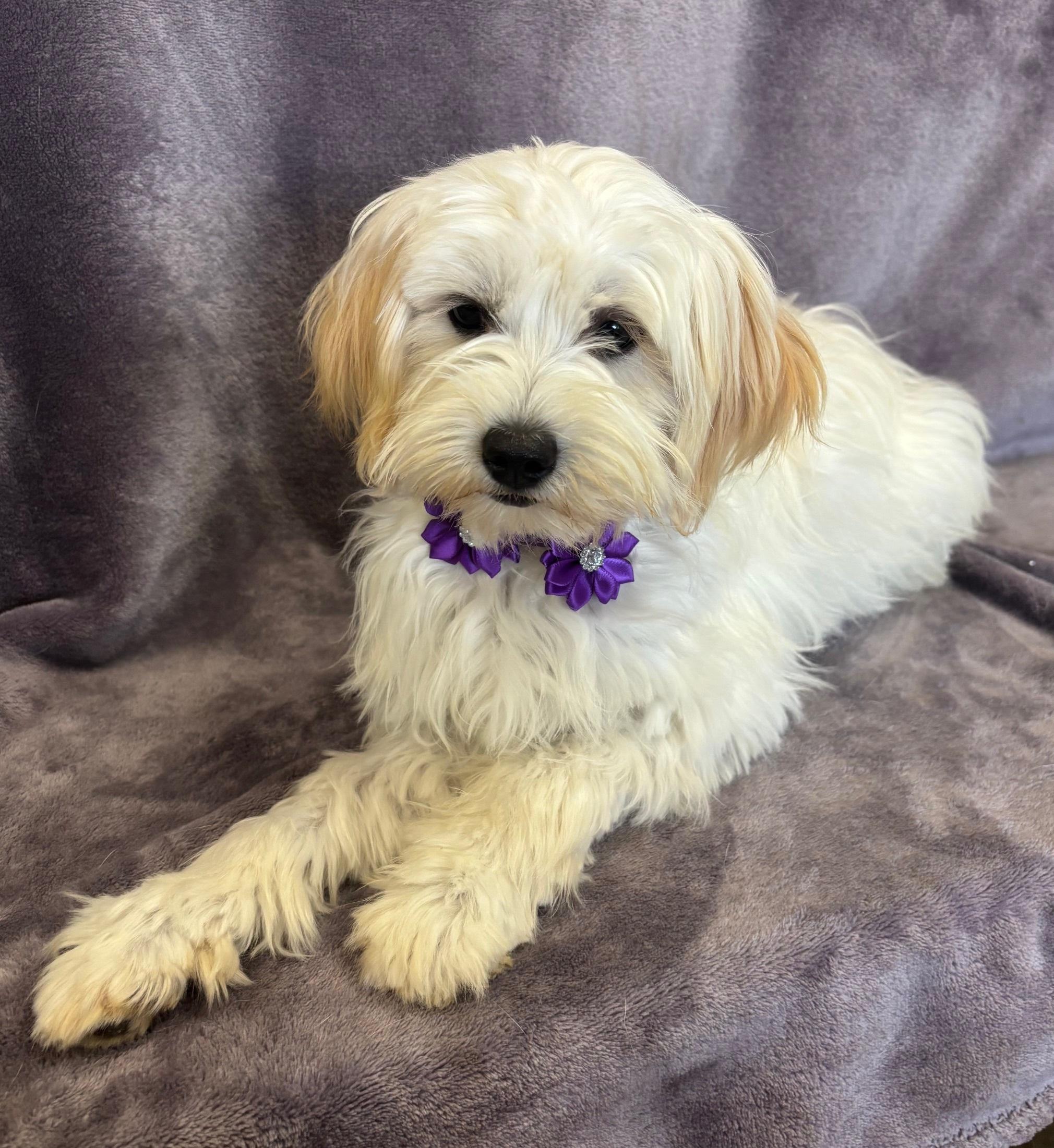 Buffy, Baby Female Maltese
