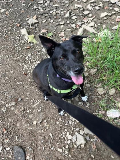 Mable, Adoptable, Young Female Pit Bull Terrier & Husky.