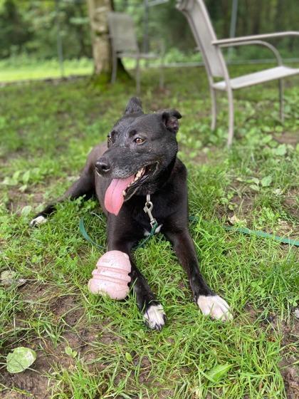 Mable, a Adoptable mixed breed in Batavia, OH image 2/3