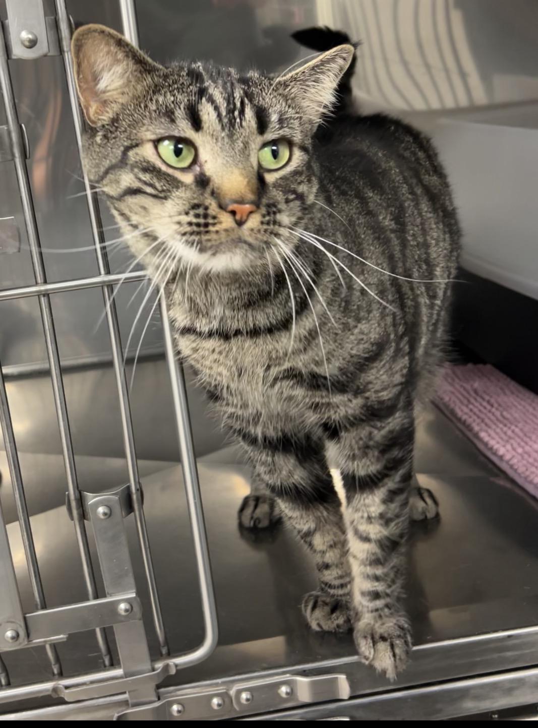 Enlarge Boa, an adopted Domestic Short Hair in Montville, NJ image 2/2