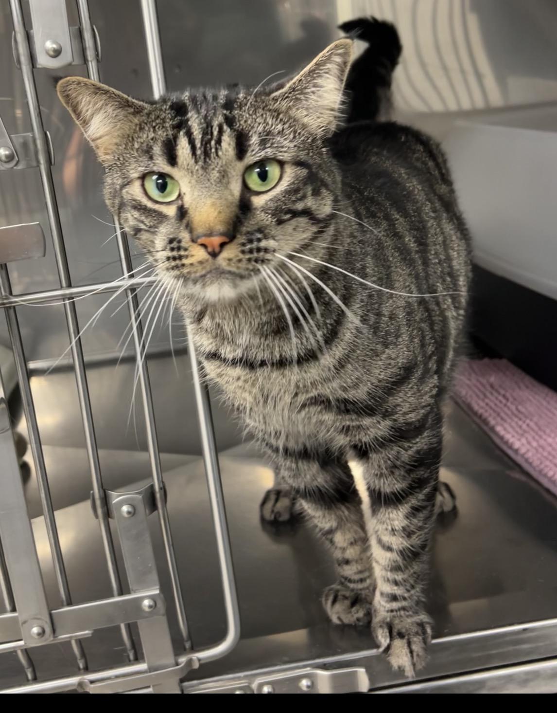 Boa, adopted, Adult Male Domestic Short Hair.