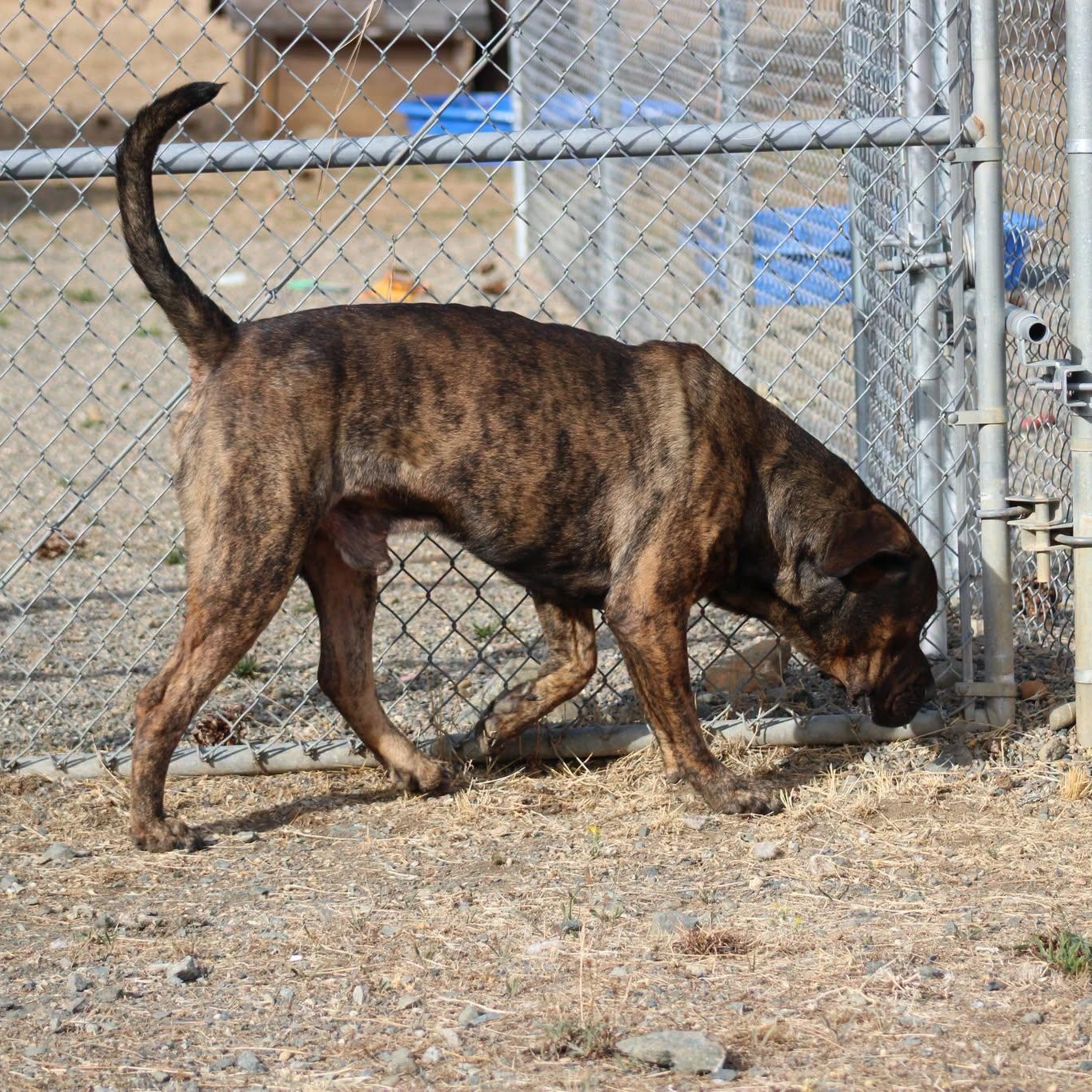 Enlarge Bane, a Adoptable mixed breed in Weaverville, CA image 4/4