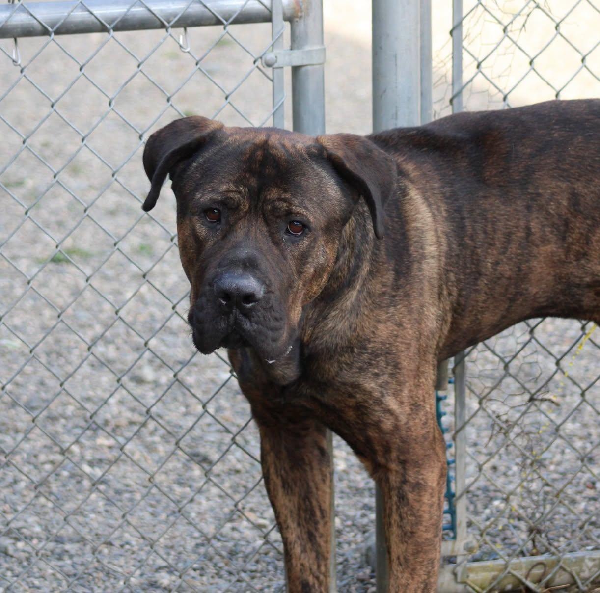 Enlarge Bane, a Adoptable mixed breed in Weaverville, CA image 2/4
