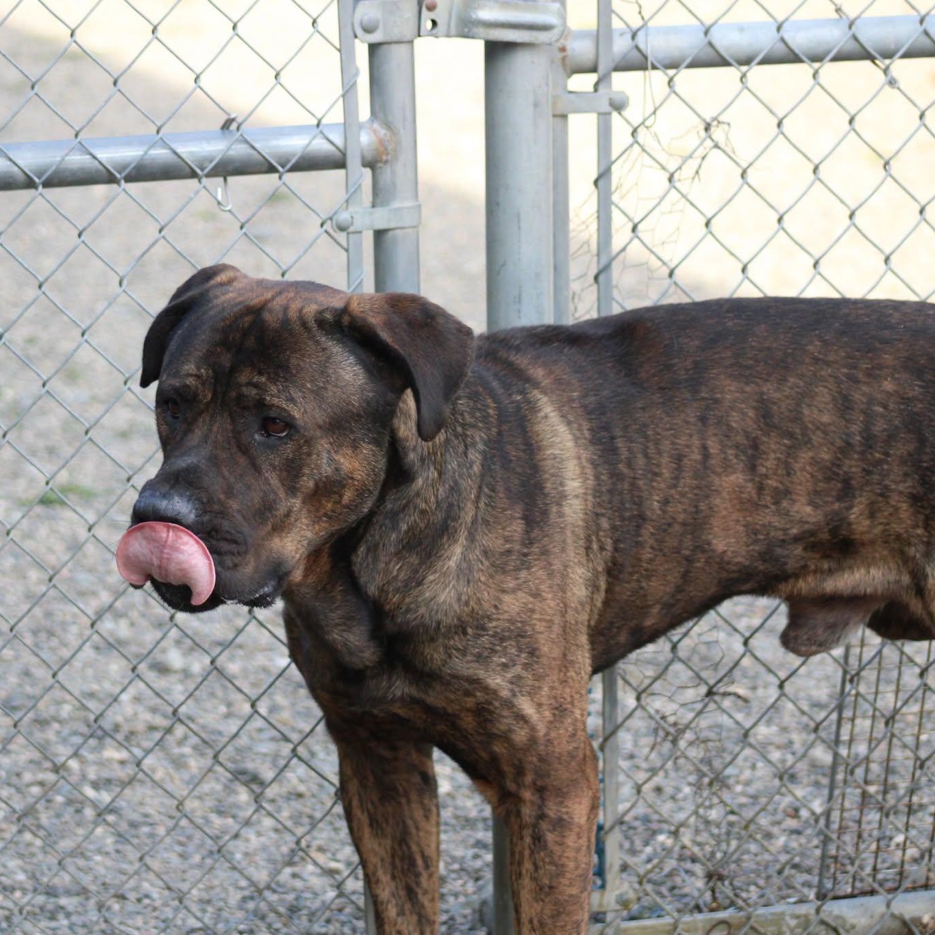 Enlarge Bane, a Adoptable mixed breed in Weaverville, CA image 3/4