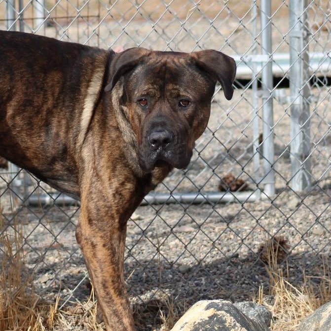Bane, Adoptable, Adult Male Mastiff.