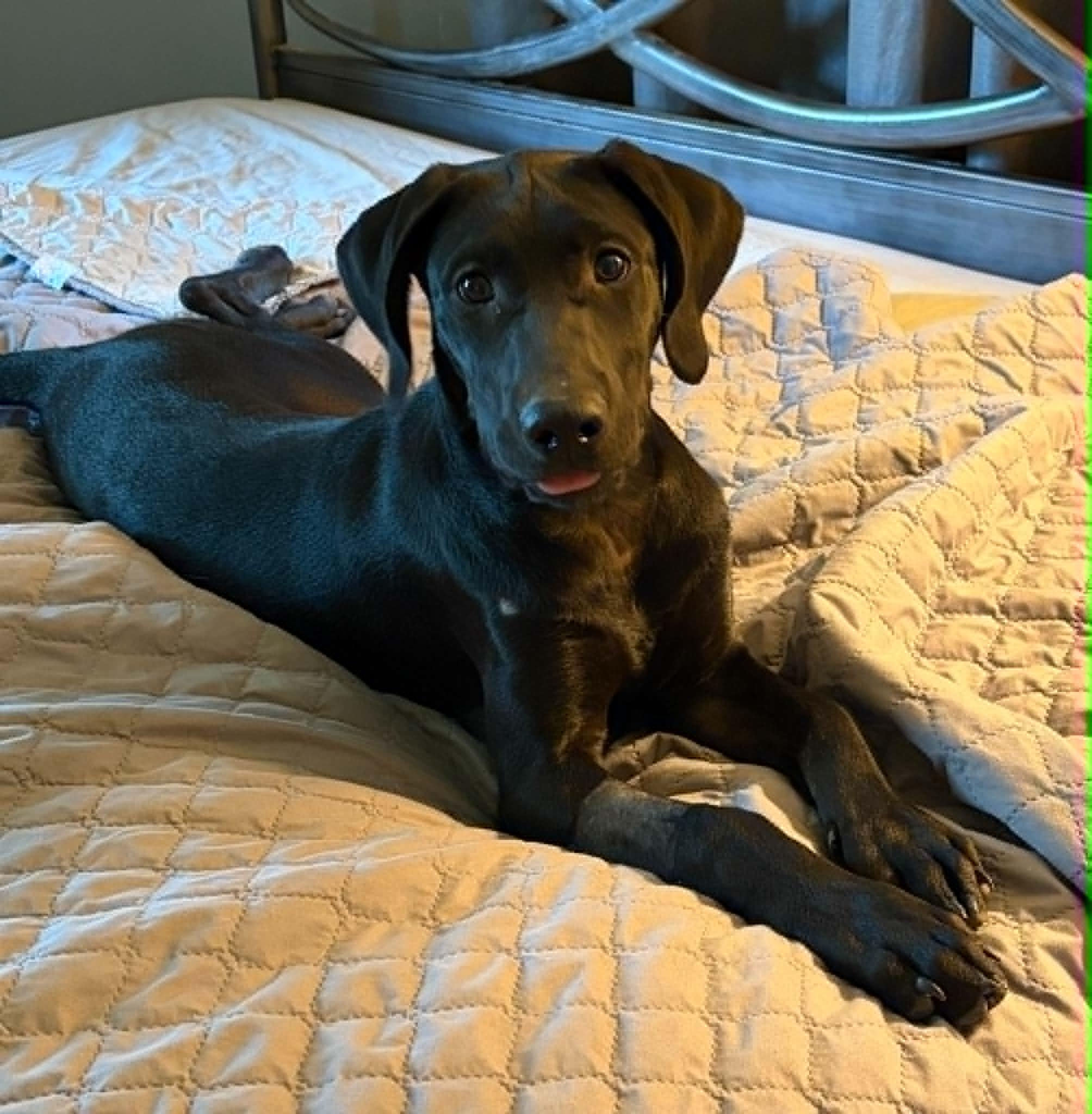 Daisy Mae, ADOPTABLE, Puppy Female Labrador Retriever.
