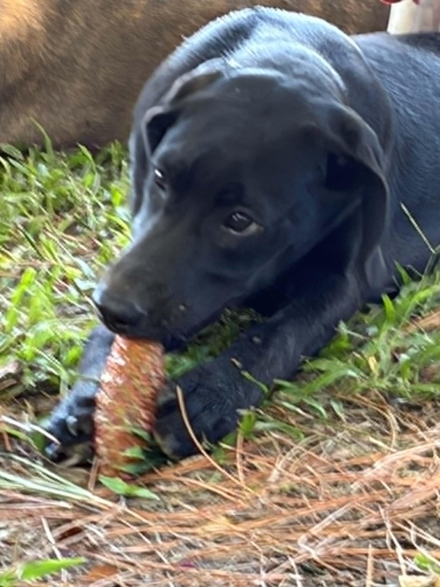 Daisy Mae, a ADOPTABLE Labrador Retriever in North Berwick, ME image 3/3