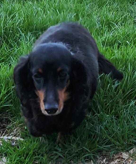 Enlarge Lucy, a ADOPTABLE Dachshund (Long Haired) in Smithfield, PA image 1/1
