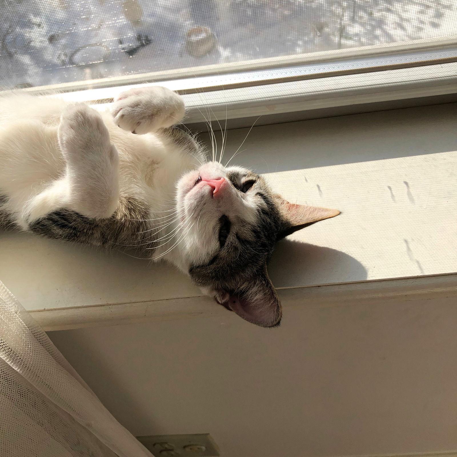 Polar Vortex, Adopted, Young Female Domestic Short Hair.